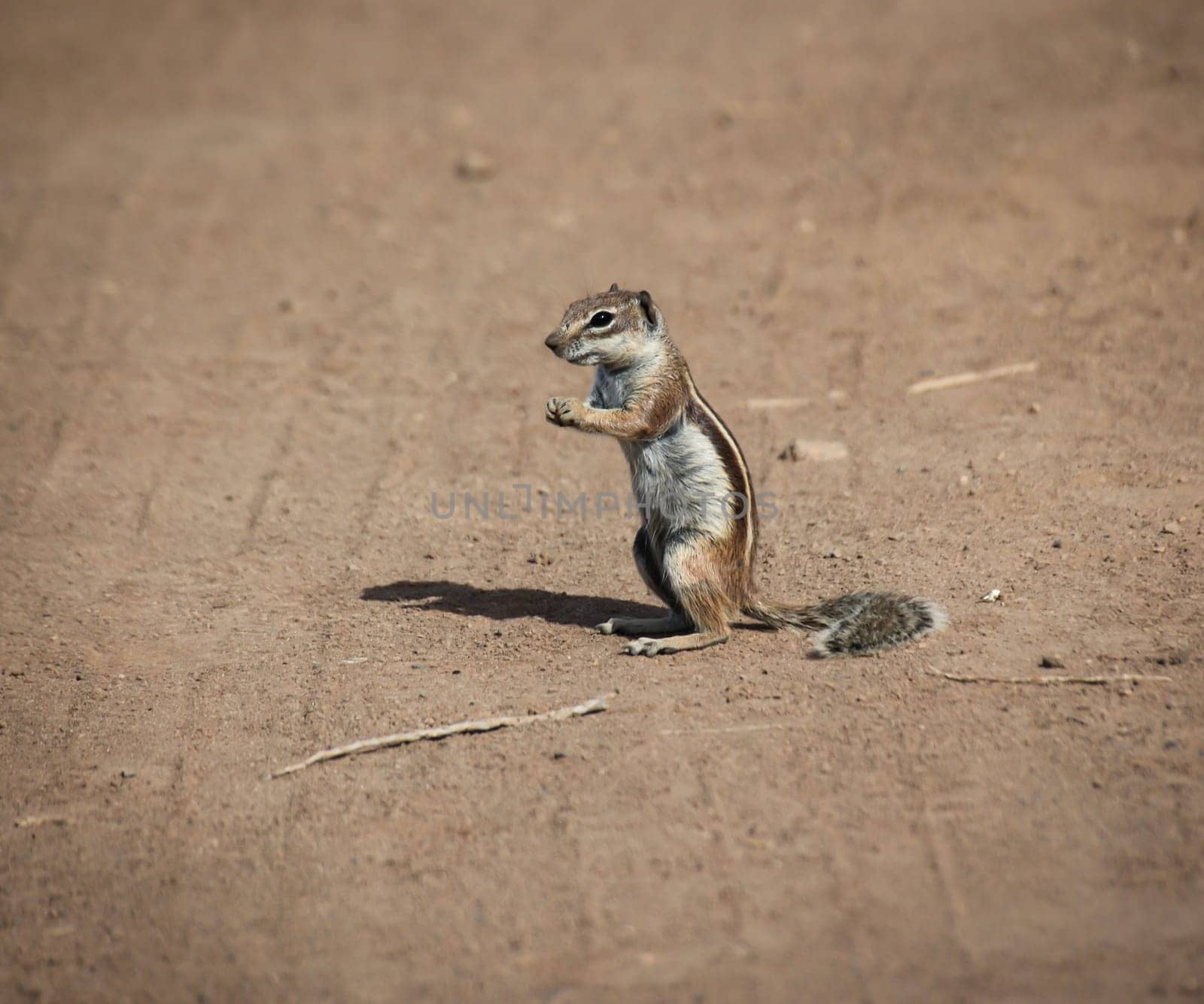 An old squirrel on the island of Fuerteventura.