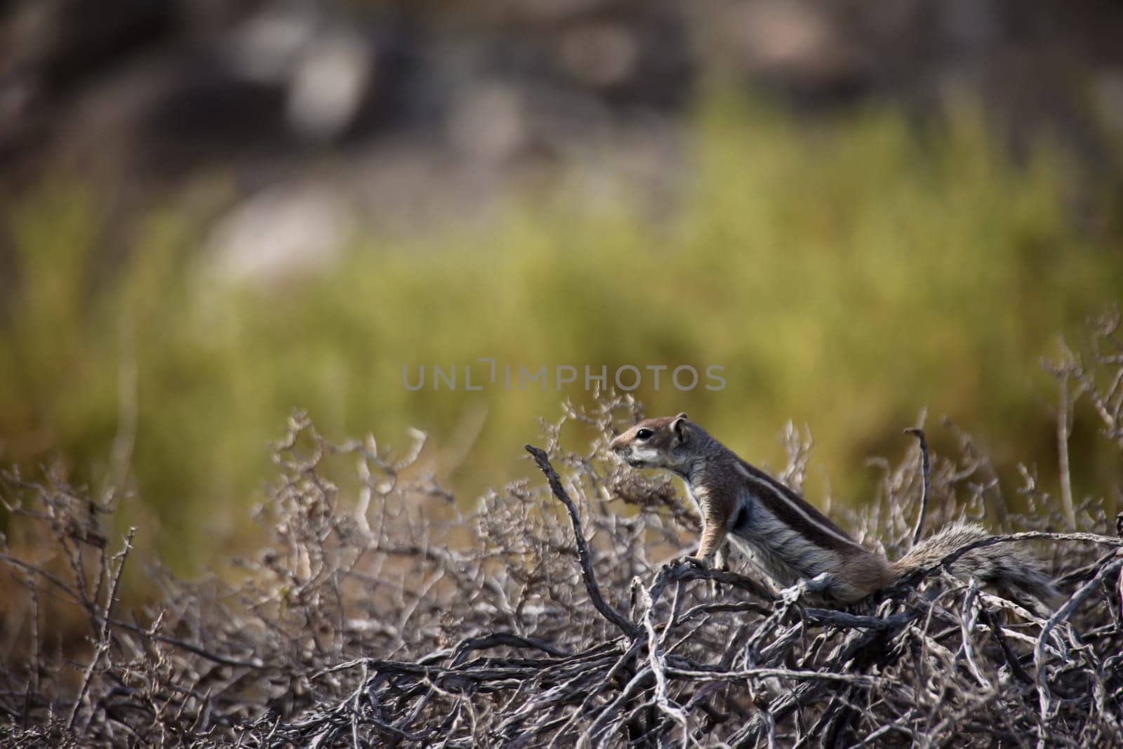 An old squirrel on the island of Fuerteventura.