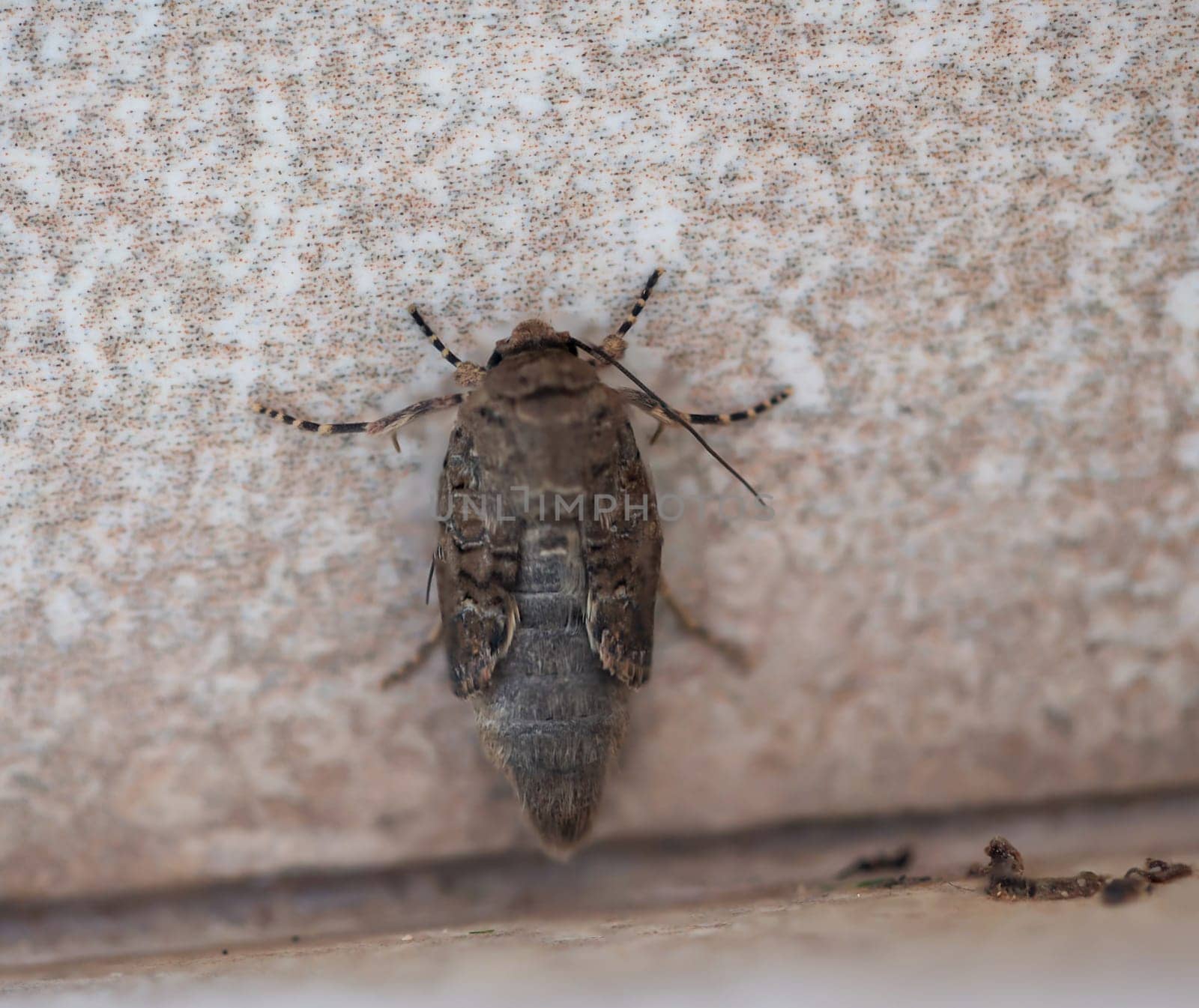 A butterfly on a house wall. They are found on Fuerteventura.