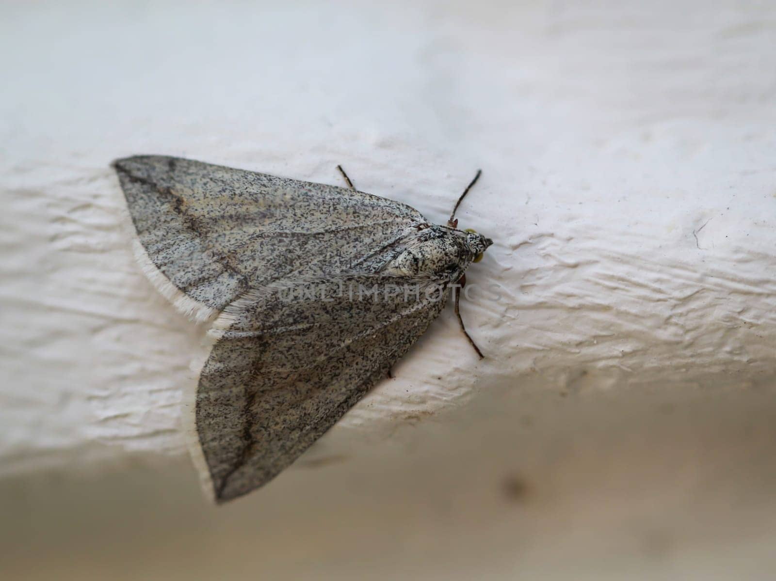 A peeper, a butterfly sits on a white wall.