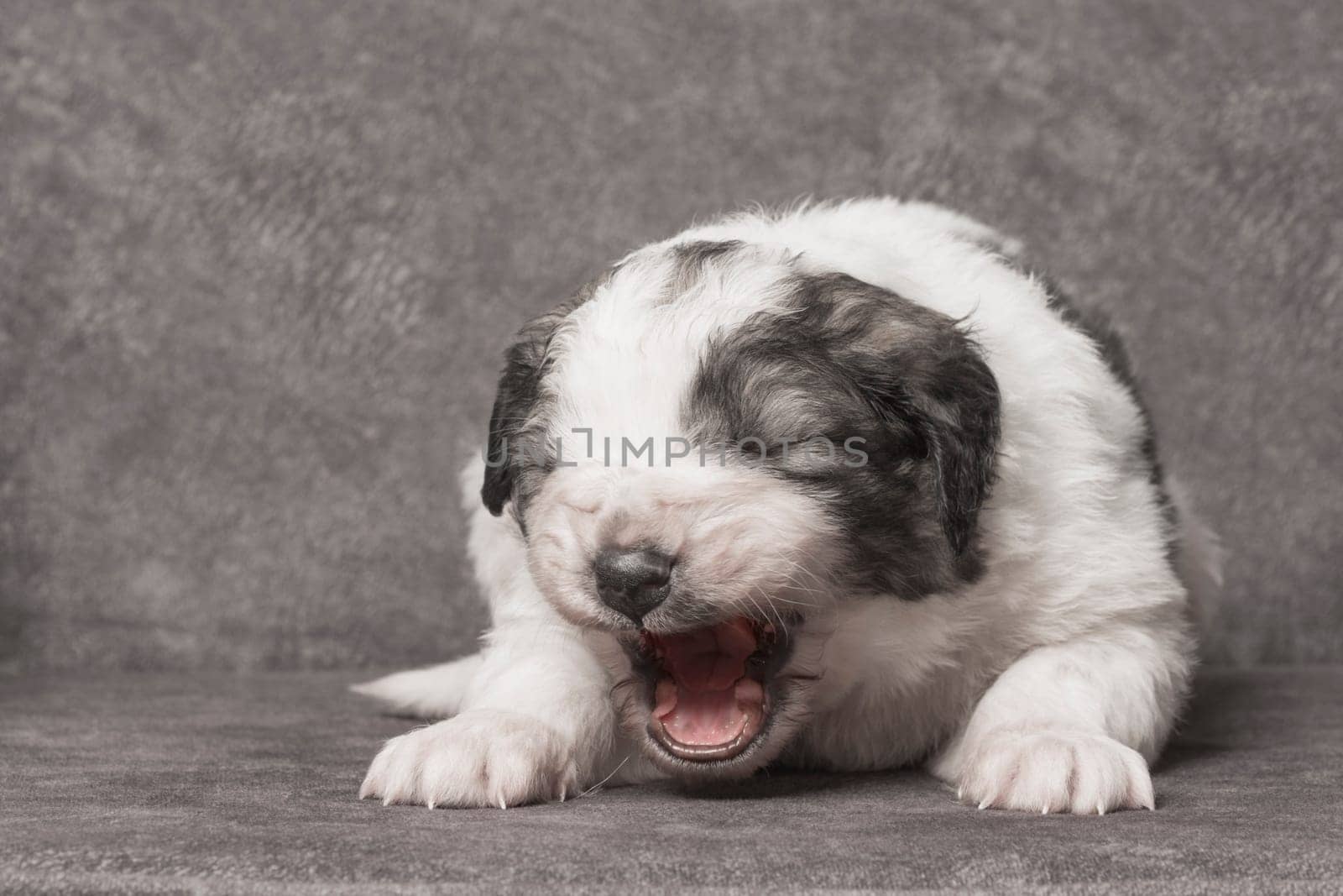 The little cute sleepy shepherd puppy is yawning on gray background, cute pet baby animal.