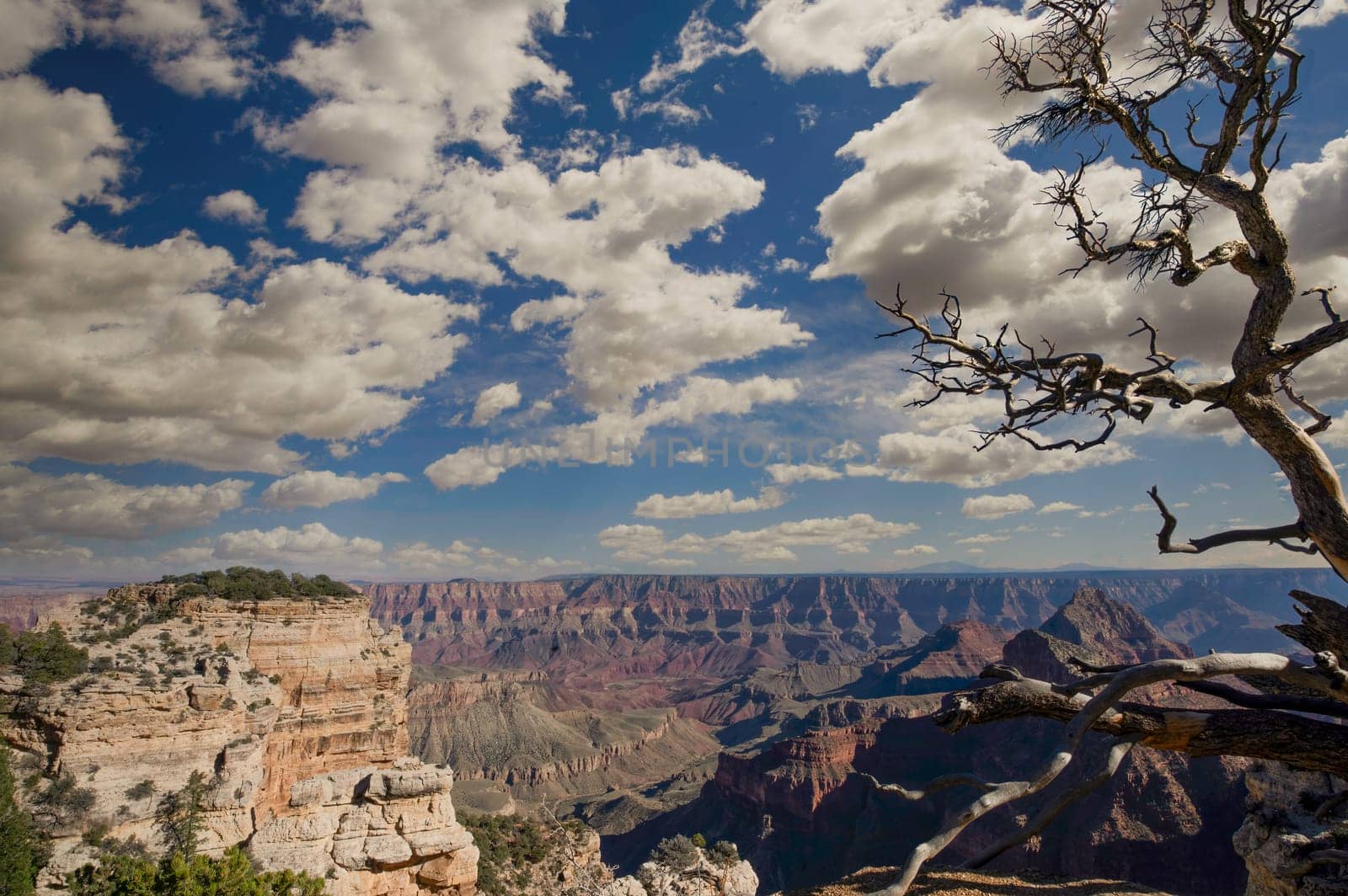 Grand Canyon North Rim Nationa Park Dead Tree