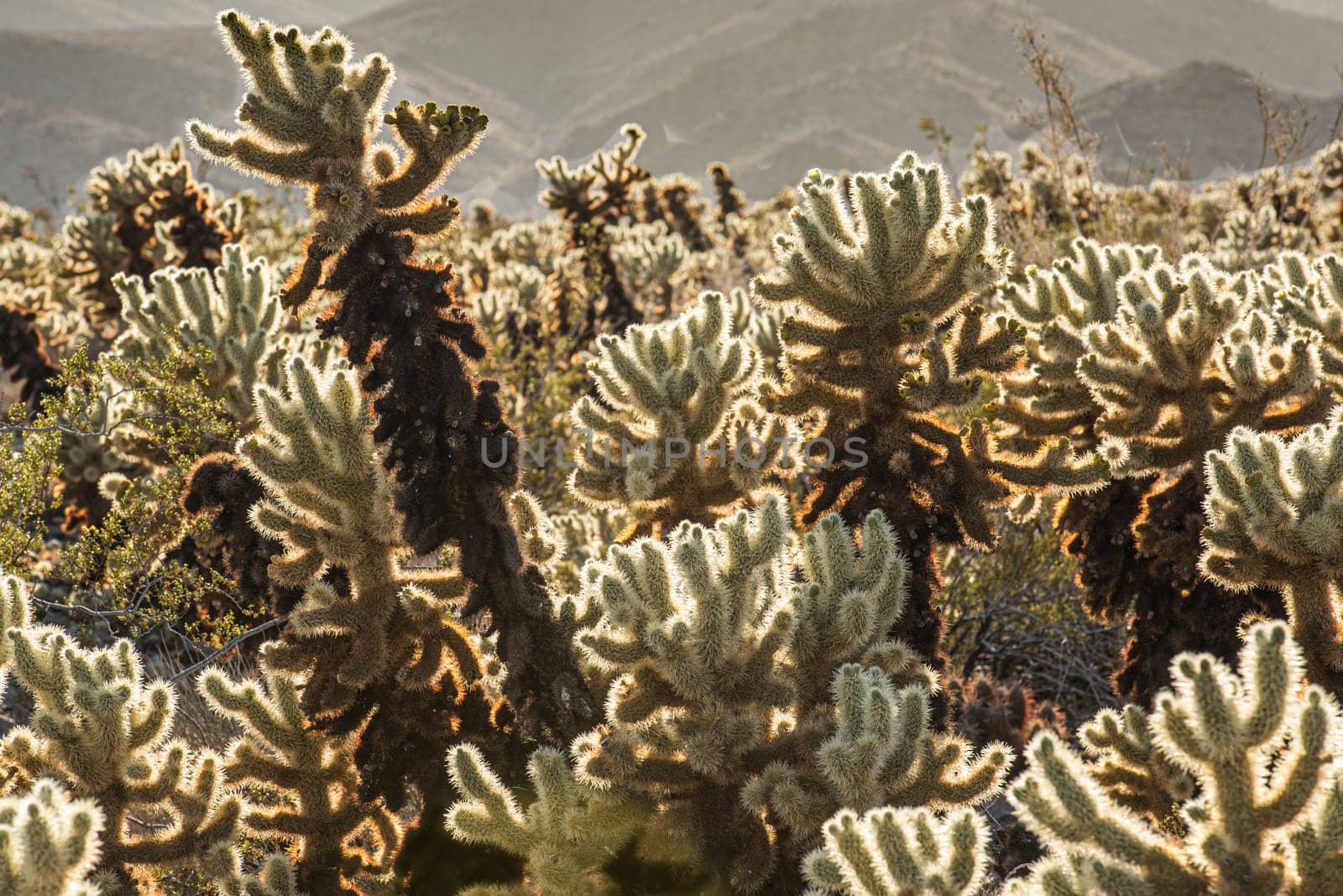 Teddy Bear Cholla Field in Death Valley
