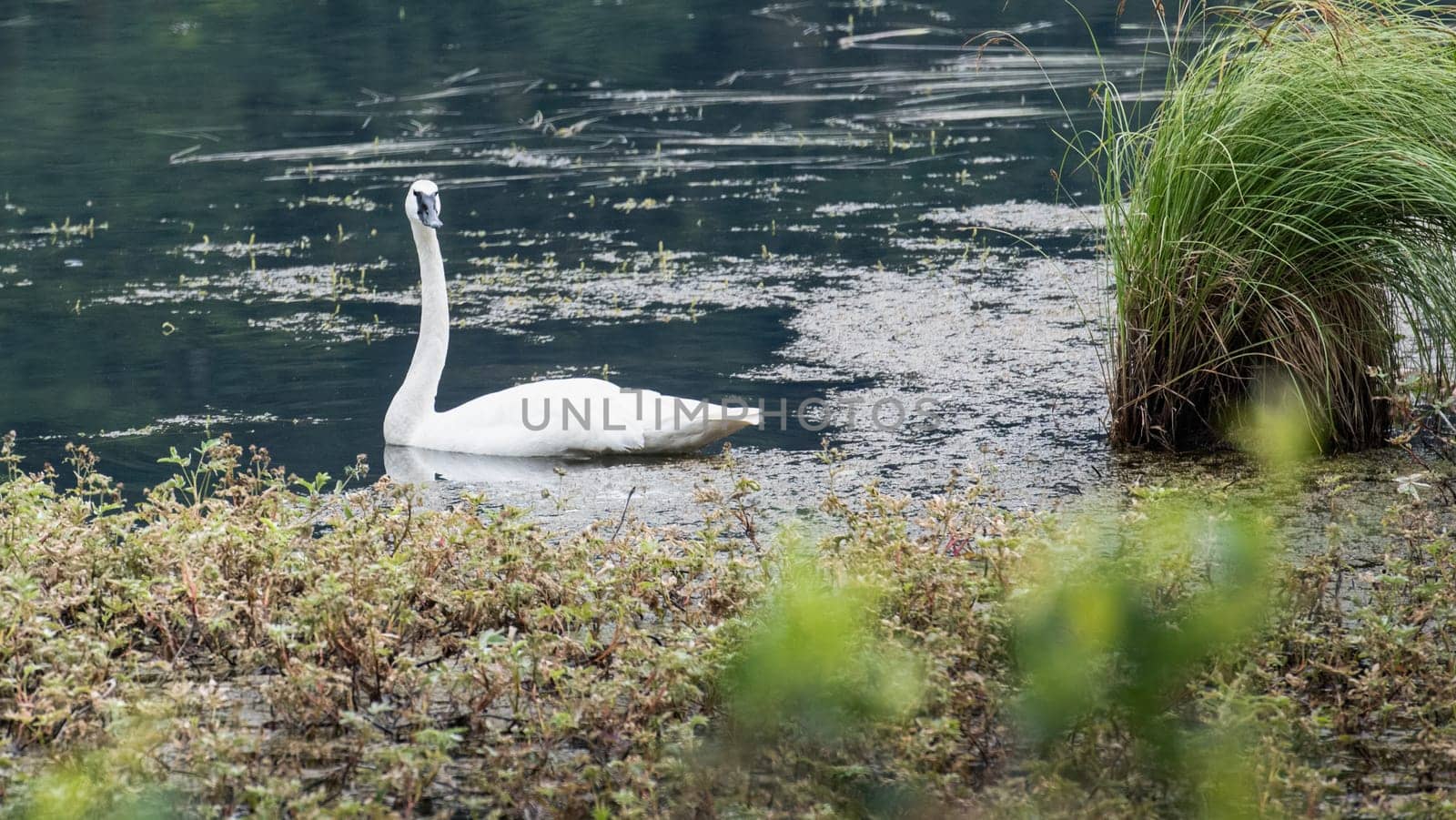 Swimming Trumpeter Swan in the Alaskan Wilderness