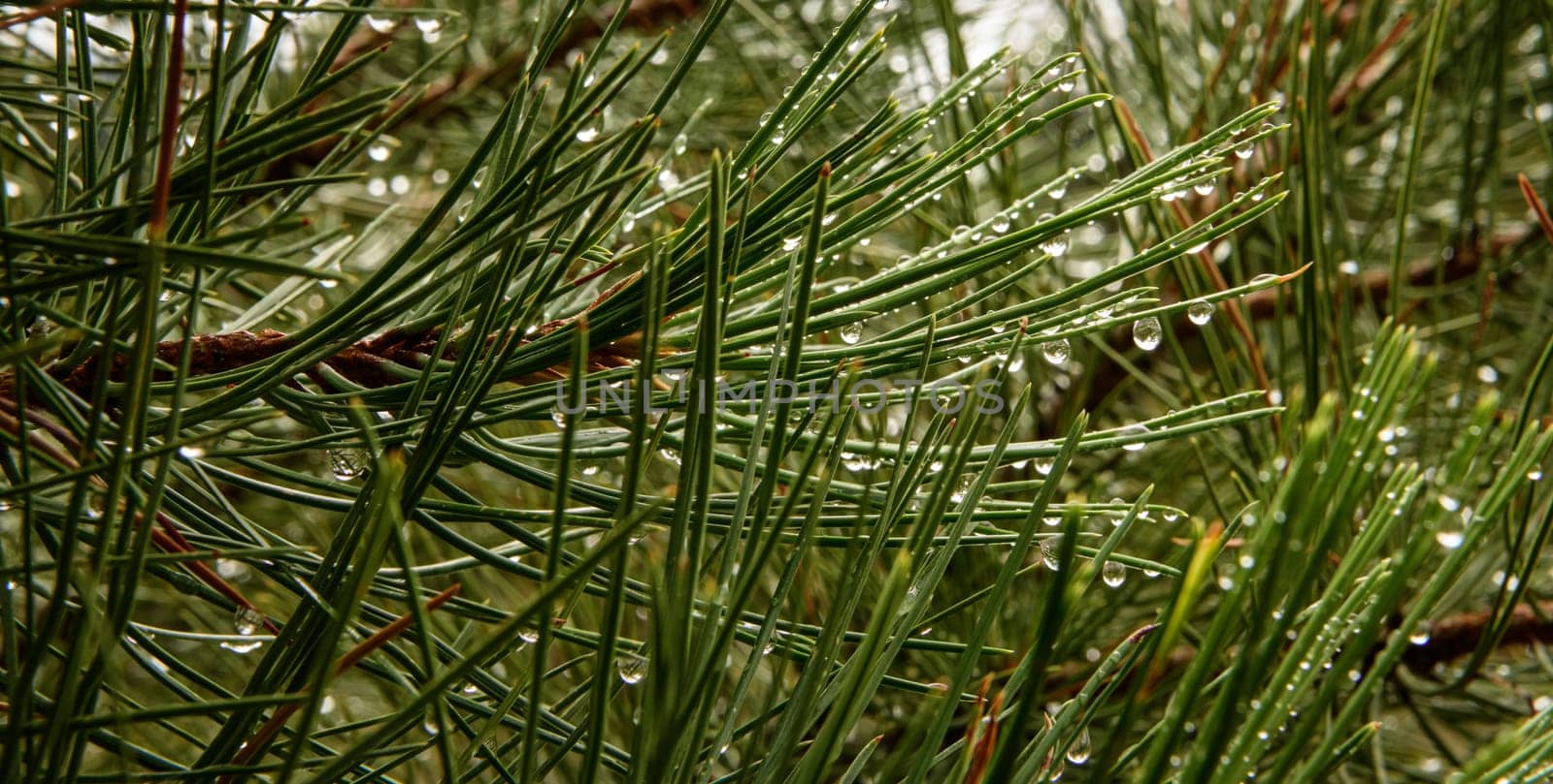 Long Pine needles with water drops.