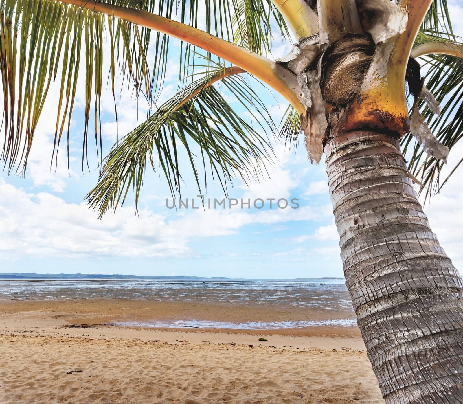 A conceptual image of a palm tree close up and beach. A tropical scene representing calm, peace, tranquility, quietness, romance or daydreaming.
