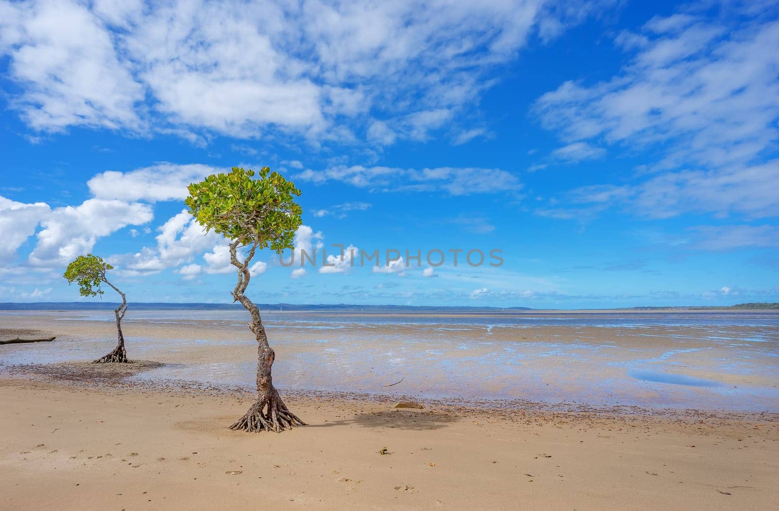 Two small isolated mangrove trees growing along the shoreline of the Great Sandy Strait at Poona, Queensland. A sunny day with a blue, cloudy sky and mud flats at low tide.