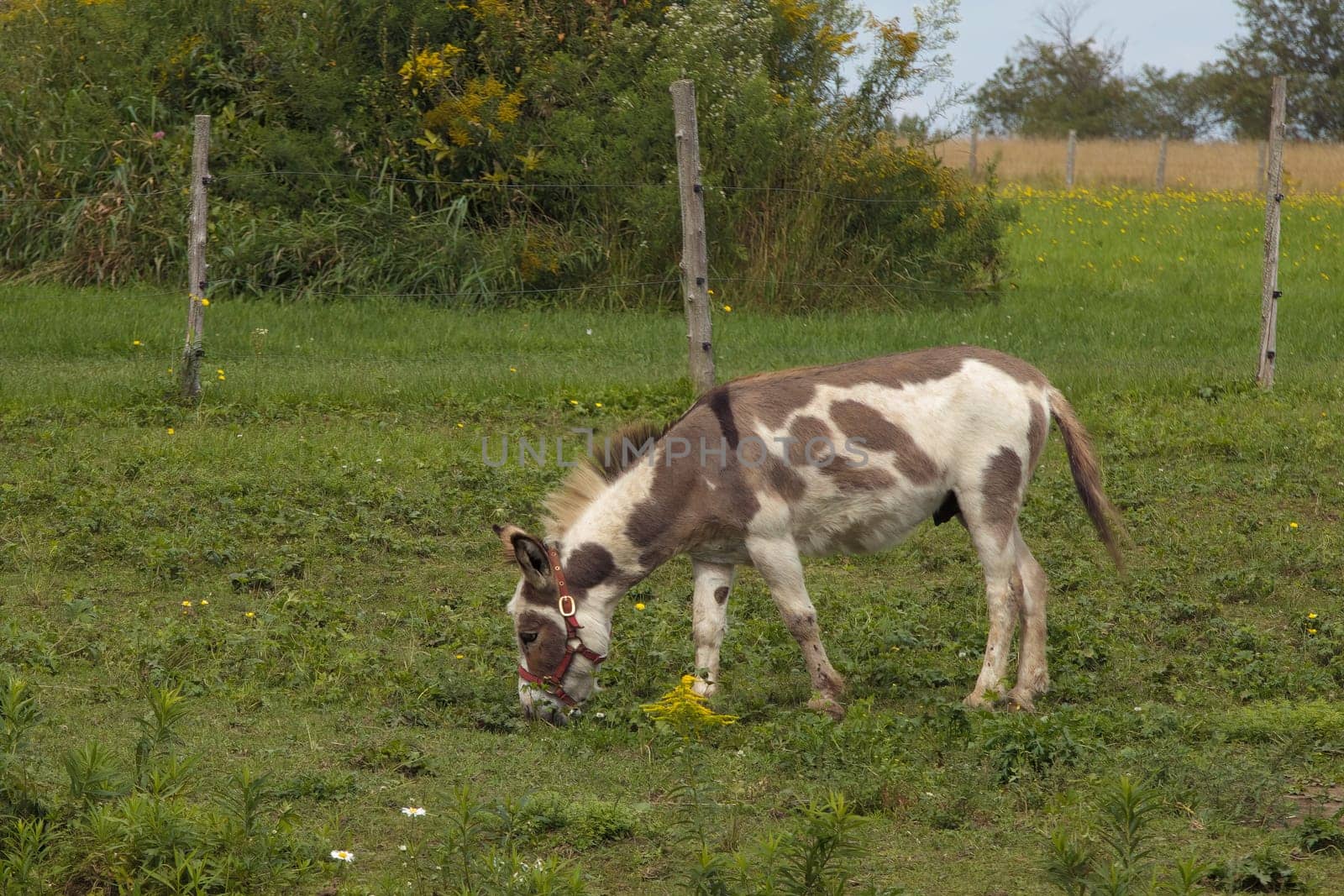 donkey grazing country animal farm small mammal green field countryside meadow