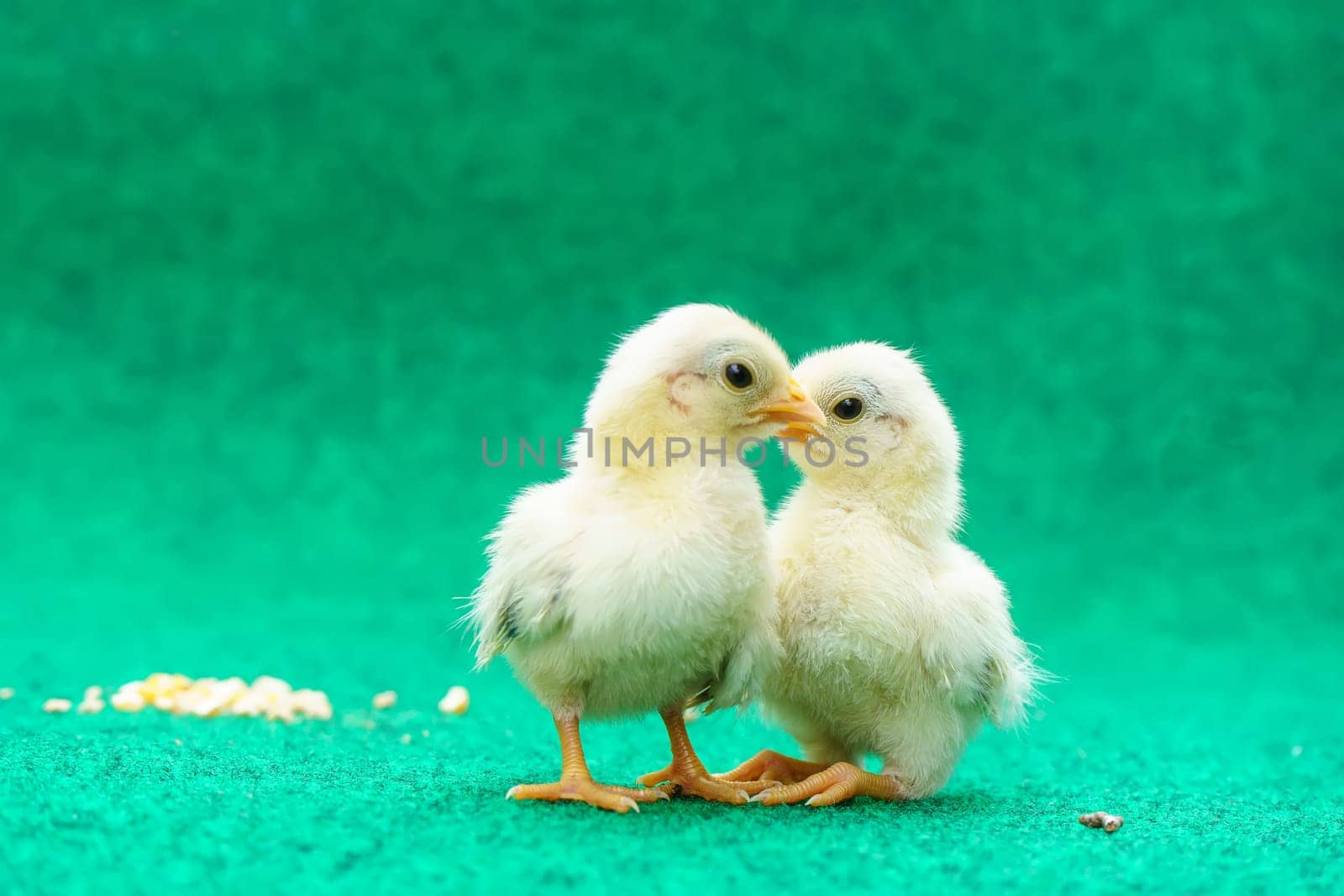 The yellow serama chicks on a artificial grass background.
