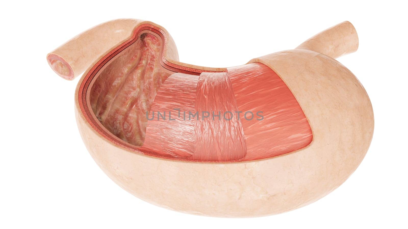 Human Internal Stomach Anatomy -- 3D Rendering