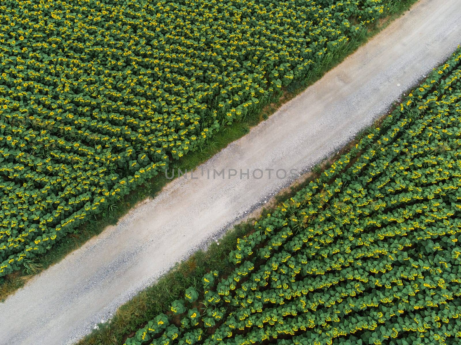 Wonderful panoramic view of gravel road cutting trough field of sunflowers by summertime