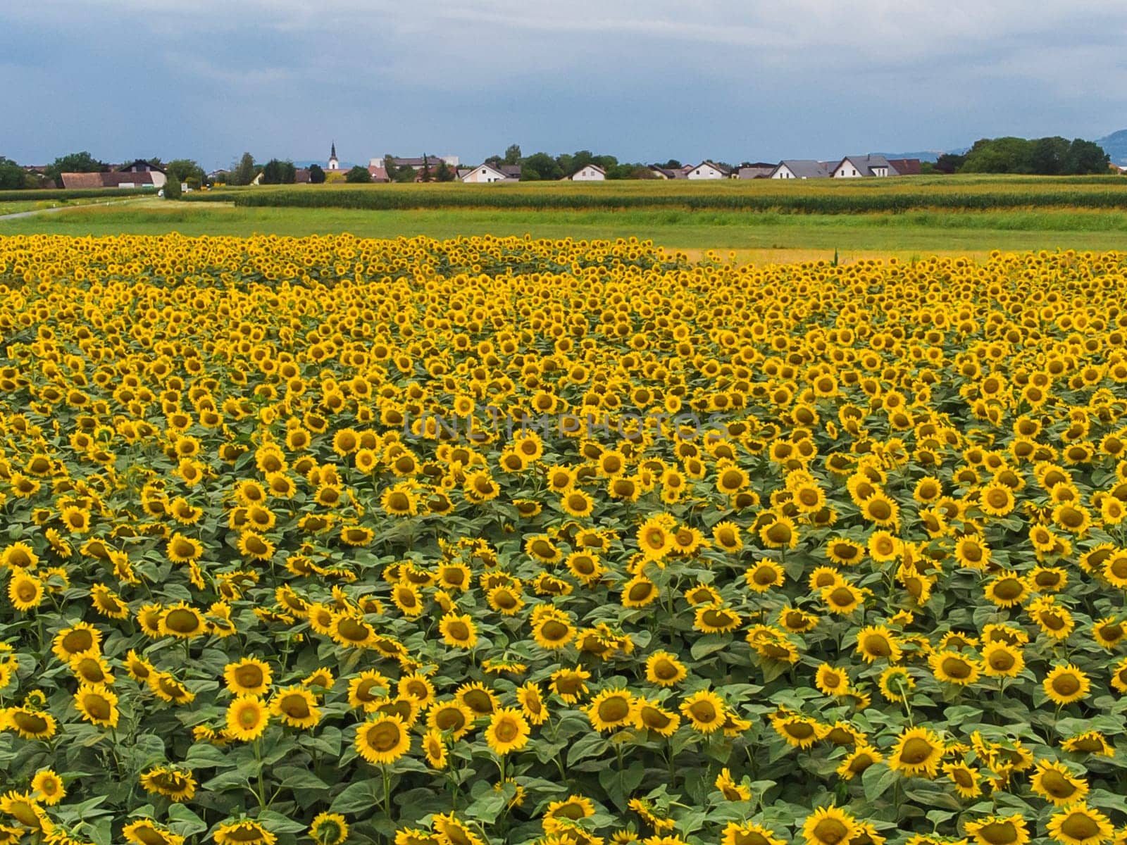 Wonderful panoramic view of field of sunflowers by summertime.