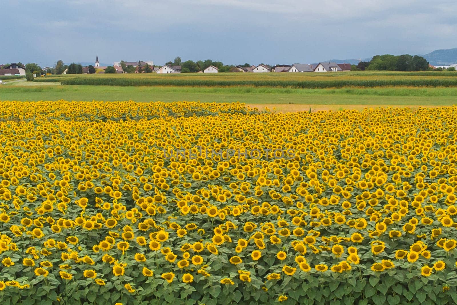 Wonderful panoramic view of field of sunflowers by summertime.