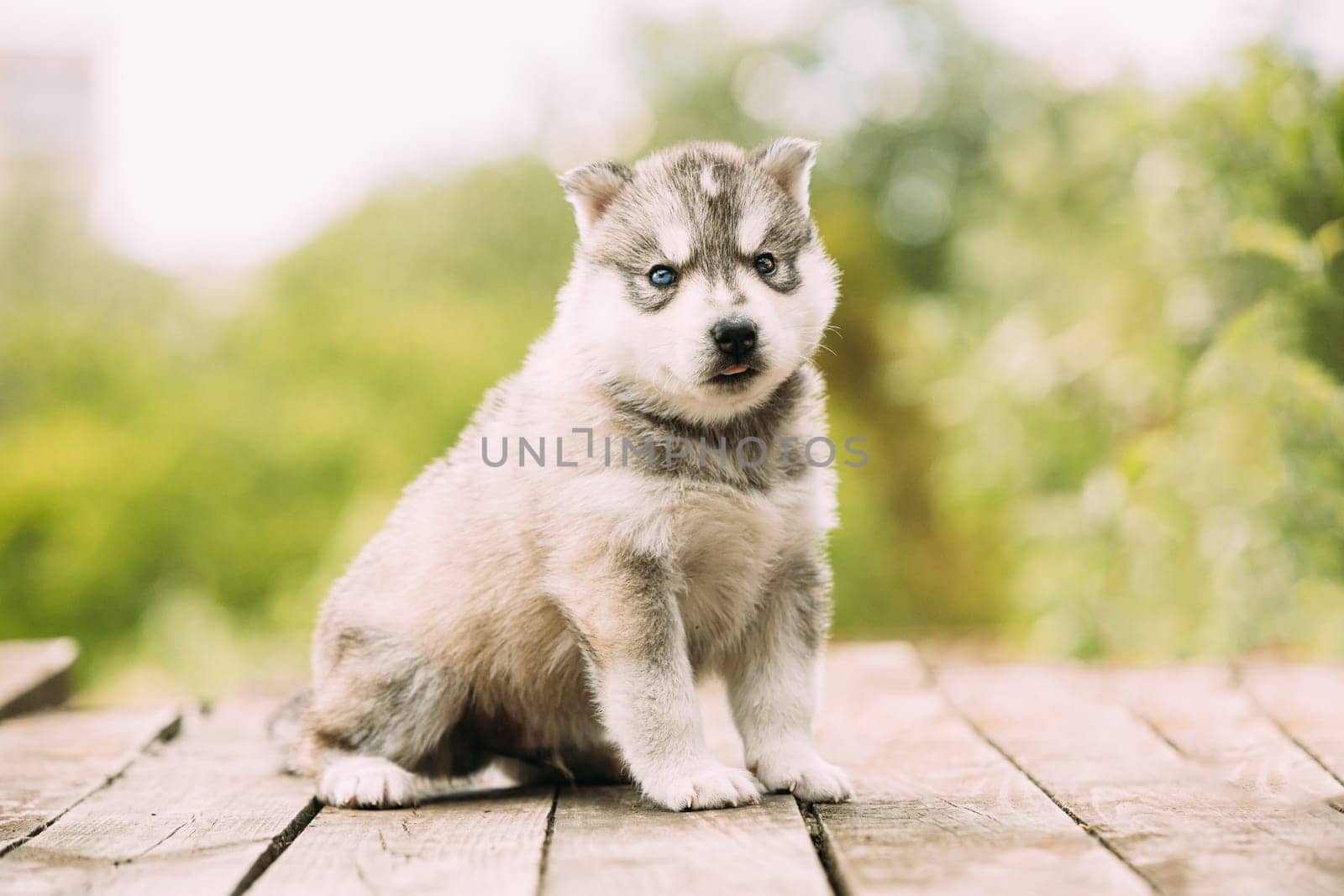 Four-week-old Husky Puppy Of White-gray Color Sitting On Wooden Ground