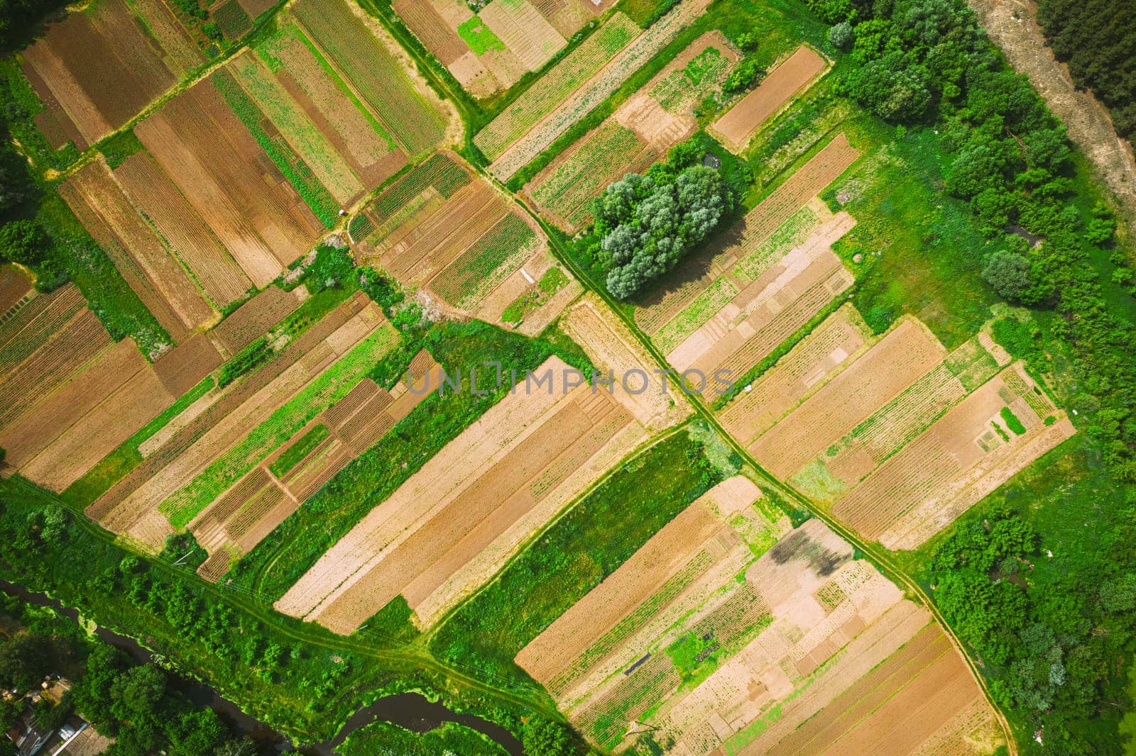 Aerial View Of Vegetable Garden. Potato Plantation At Summer Day. Village Garden Beds.