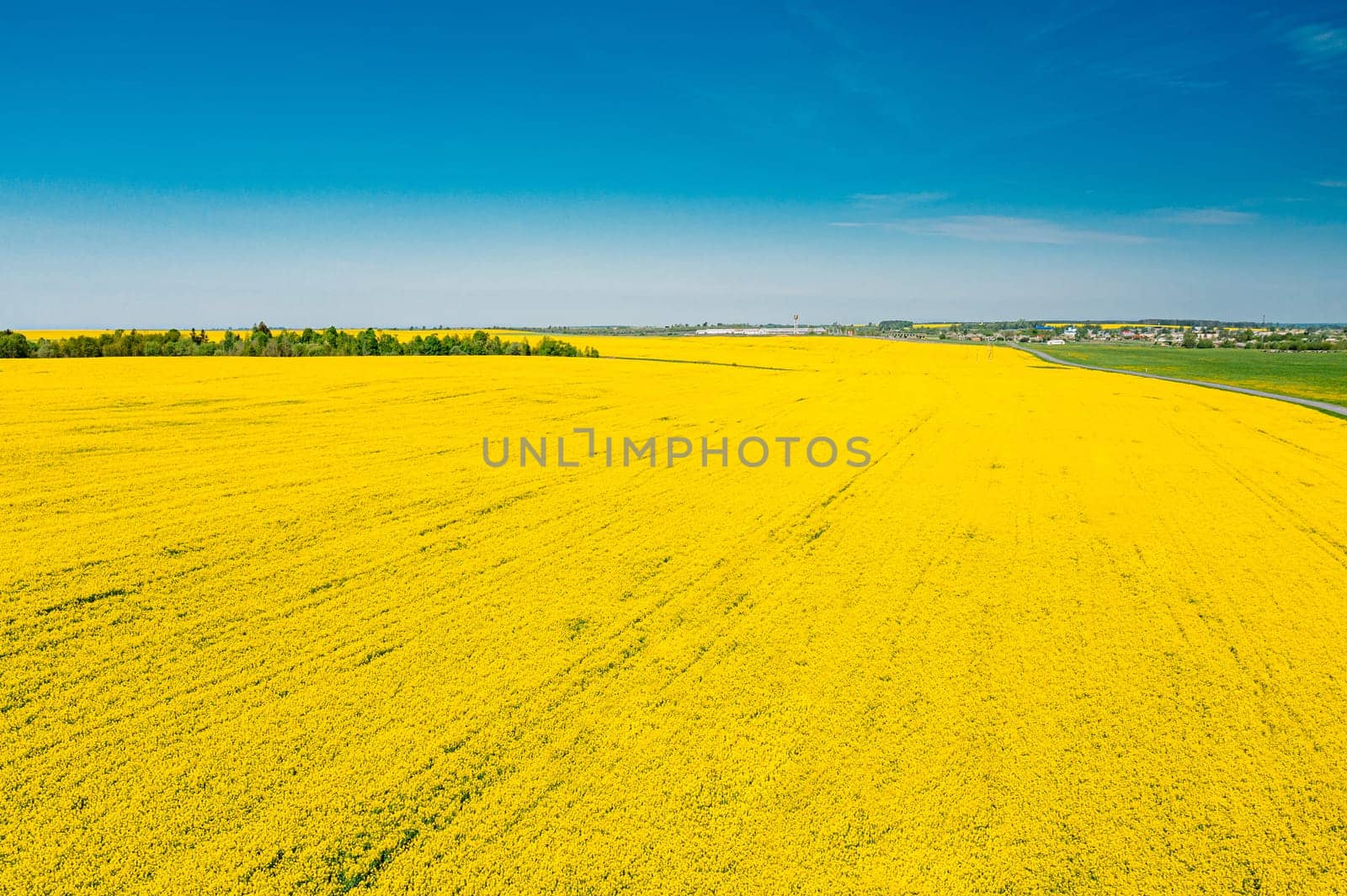 Aerial View Of Agricultural Landscape With Flowering Blooming Rapeseed, Oilseed In Field Meadow In Spring Season. Blossom Of Canola Yellow Flowers. Beautiful Rural Landscape In Bird's-eye View.