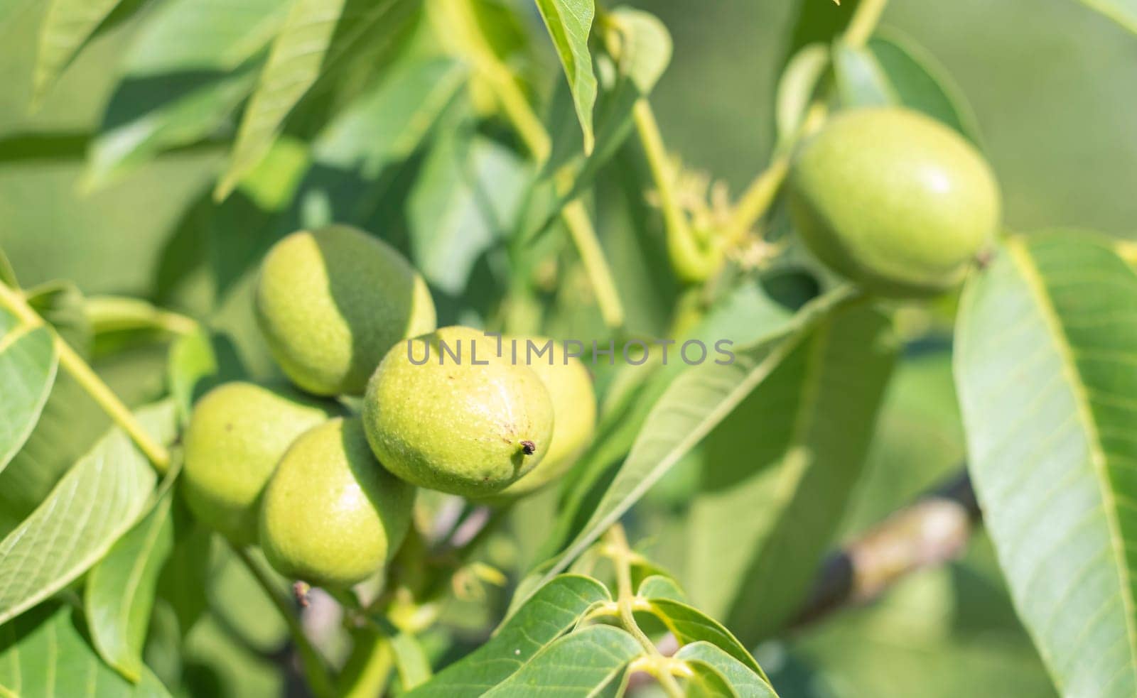 Green young walnuts grow on a tree. Variety Kocherzhenko close-up. The walnut tree grows waiting to be harvested. Green leaves background. Nut fruits on a tree branch in the yellow rays of the sun
