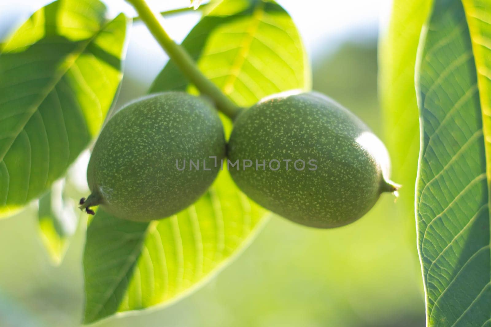 Green young walnuts grow on a tree. Variety Kocherzhenko close-up. The walnut tree grows waiting to be harvested. Green leaves background. Nut fruits on a tree branch in the yellow rays of the sun