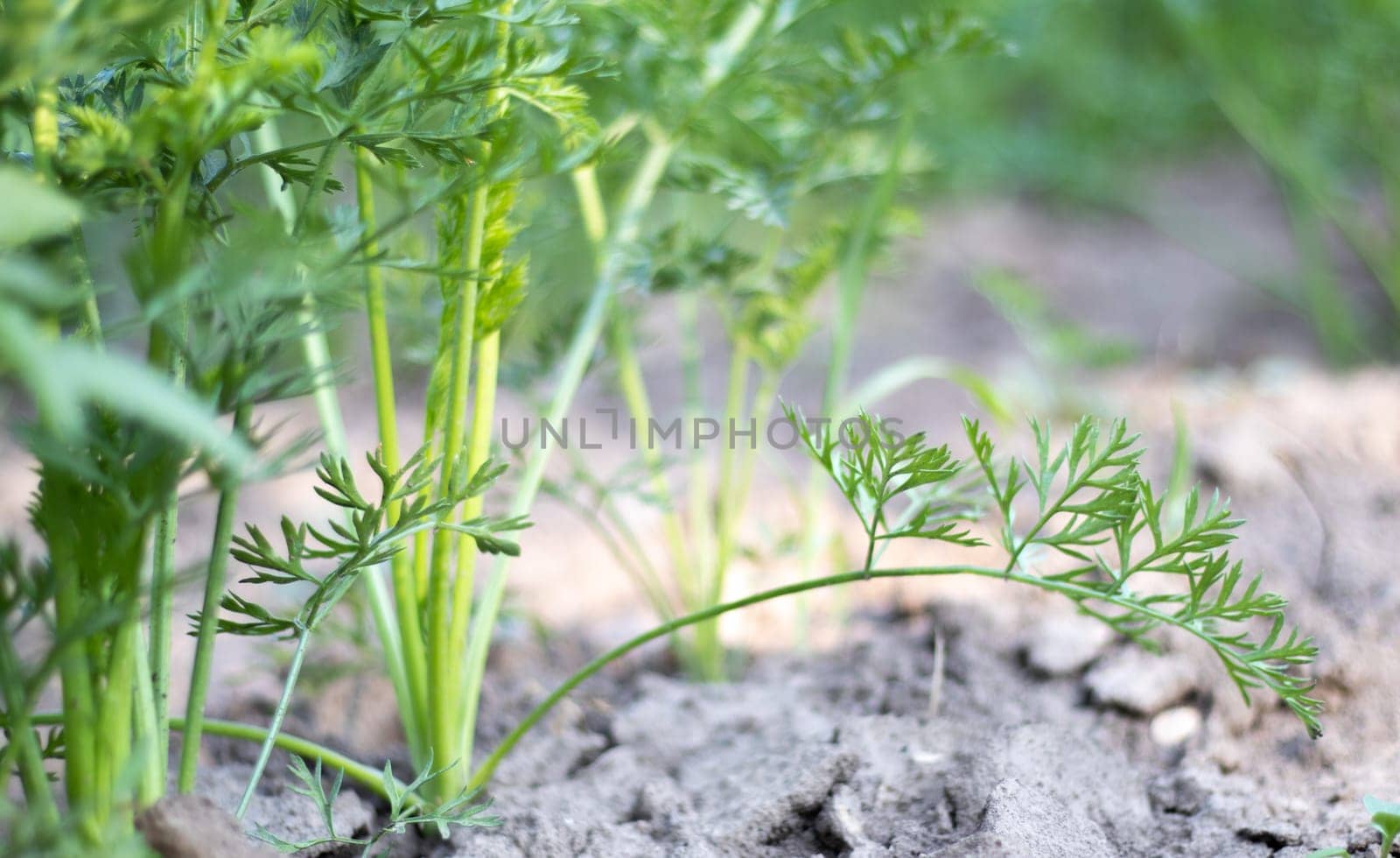 Carrots grow in the beds in the home garden on a summer day. Vegetable green garden. Carrots grow in the garden. Fresh organic product. Young green leaves of a growing carrot