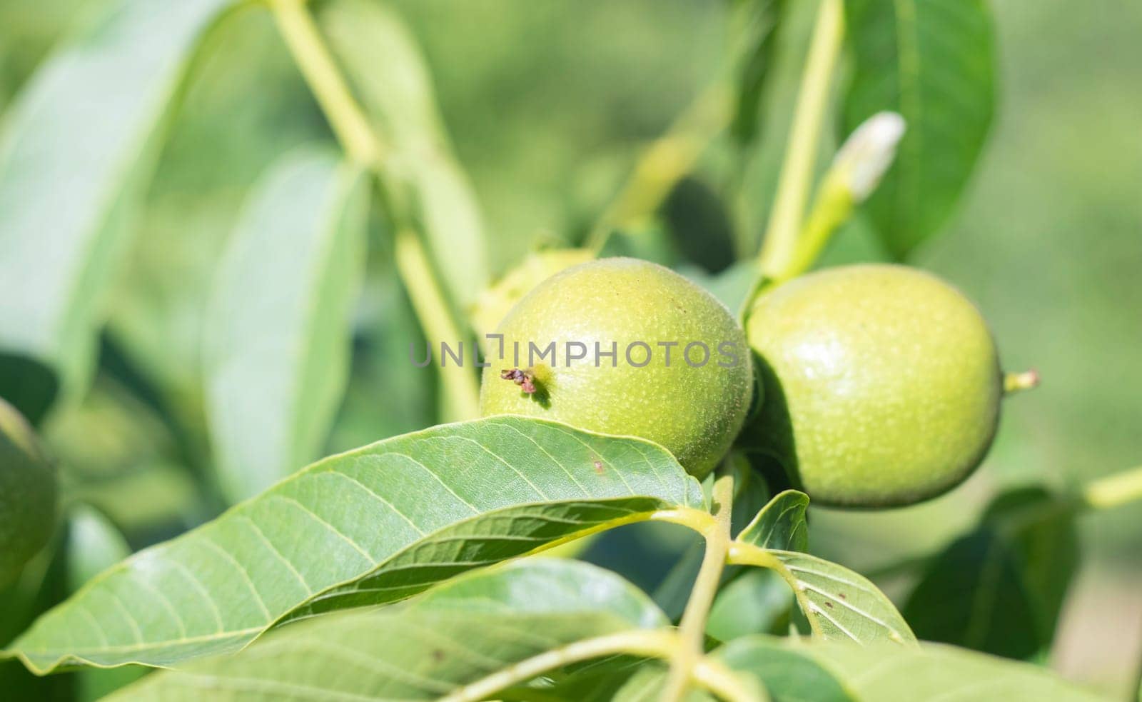 Green young walnuts grow on a tree. Variety Kocherzhenko close-up. The walnut tree grows waiting to be harvested. Green leaves background. Nut fruits on a tree branch in the yellow rays of the sun