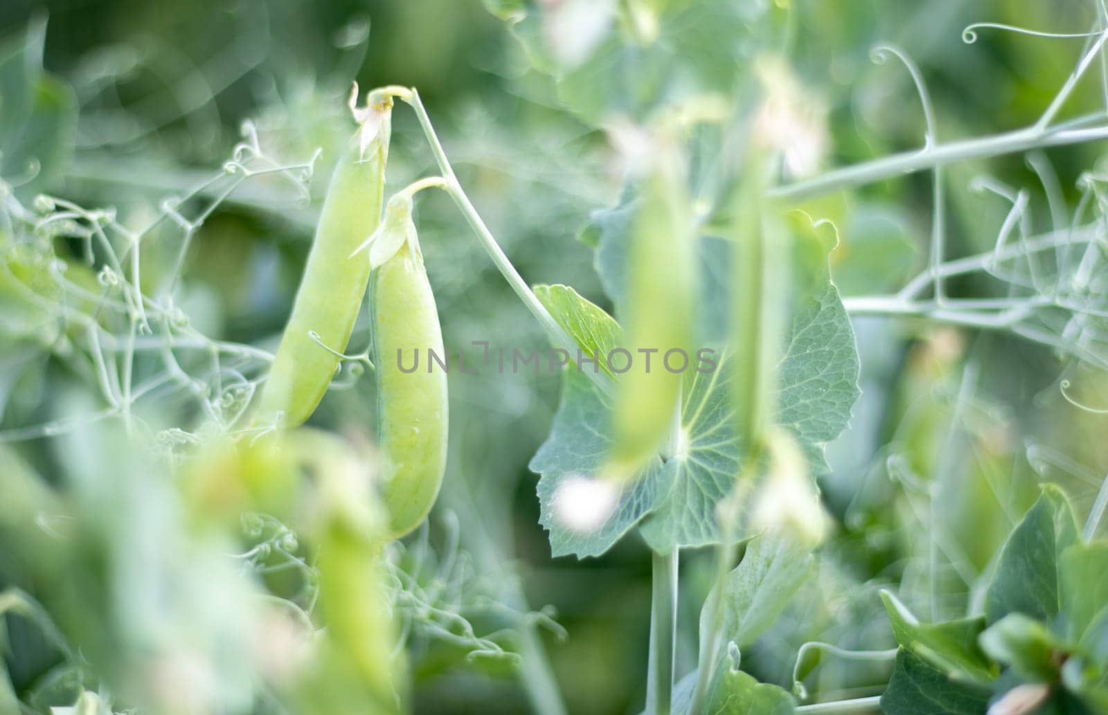 Blurred image of a young pea plant with pods. Sugar peas growing in a summer garden, green leaves, twigs and pods. Organic gardening. Green pea plant in the garden. Natural natural background