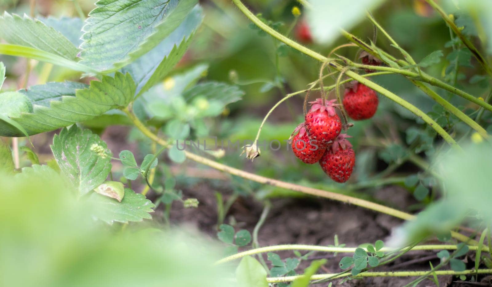 A bush with ripe red strawberries in a summer garden. Natural cultivation of berries on the farm. Ripe organic strawberry bush in the garden close-up. Cultivation of a crop of natural strawberries