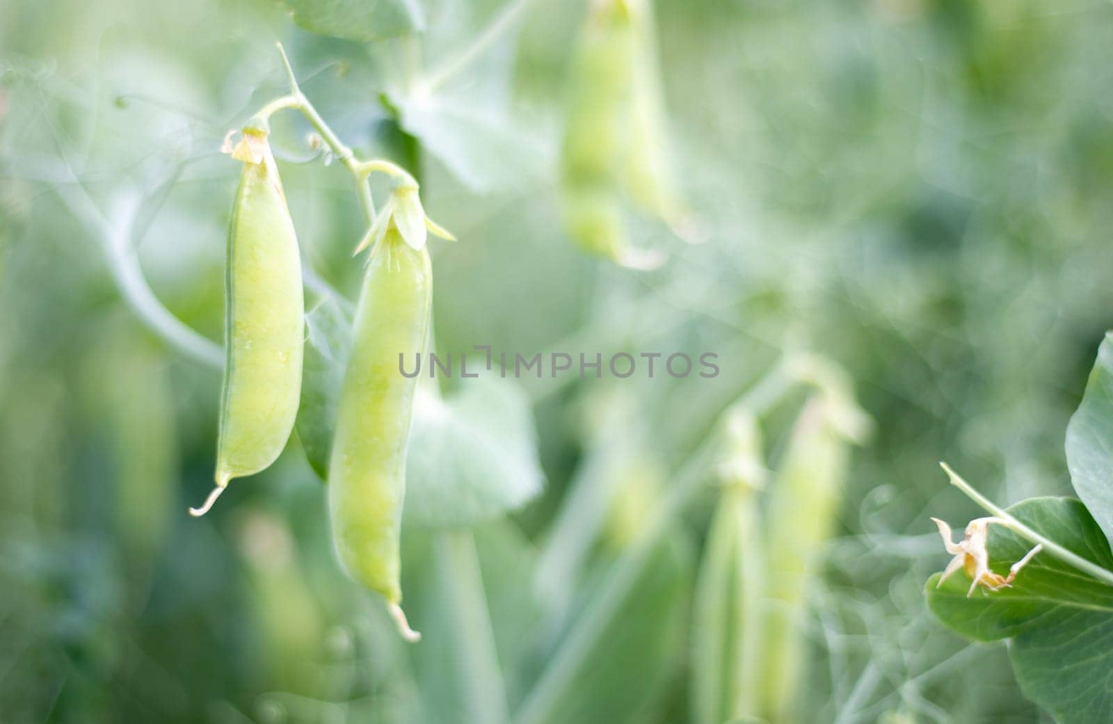 Blurred image of a young pea plant with pods. Sugar peas growing in a summer garden, green leaves, twigs and pods. Organic gardening. Green pea plant in the garden. Natural natural background