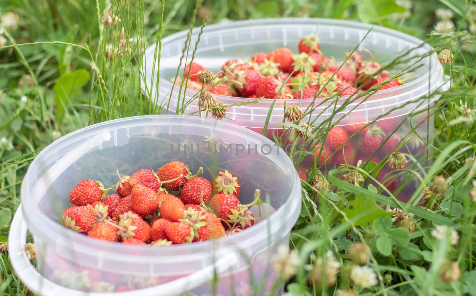 Full bucket of freshly picked strawberries in the summer garden. Close-up of strawberries in a plastic basket. Organic and fresh berry at a farmers market, in a bucket on a strawberry patch