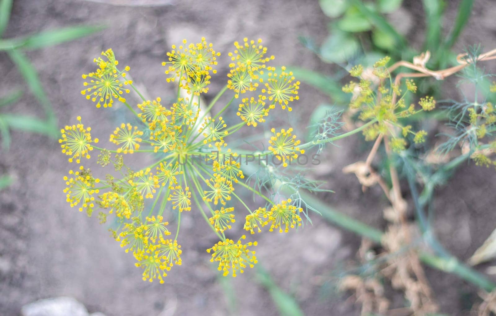 Background with dill umbel close-up. garden plant. Fragrant dill on a bed in the garden. Growing dill. Dill in the garden. Umbrella aromatic Eurasian plant