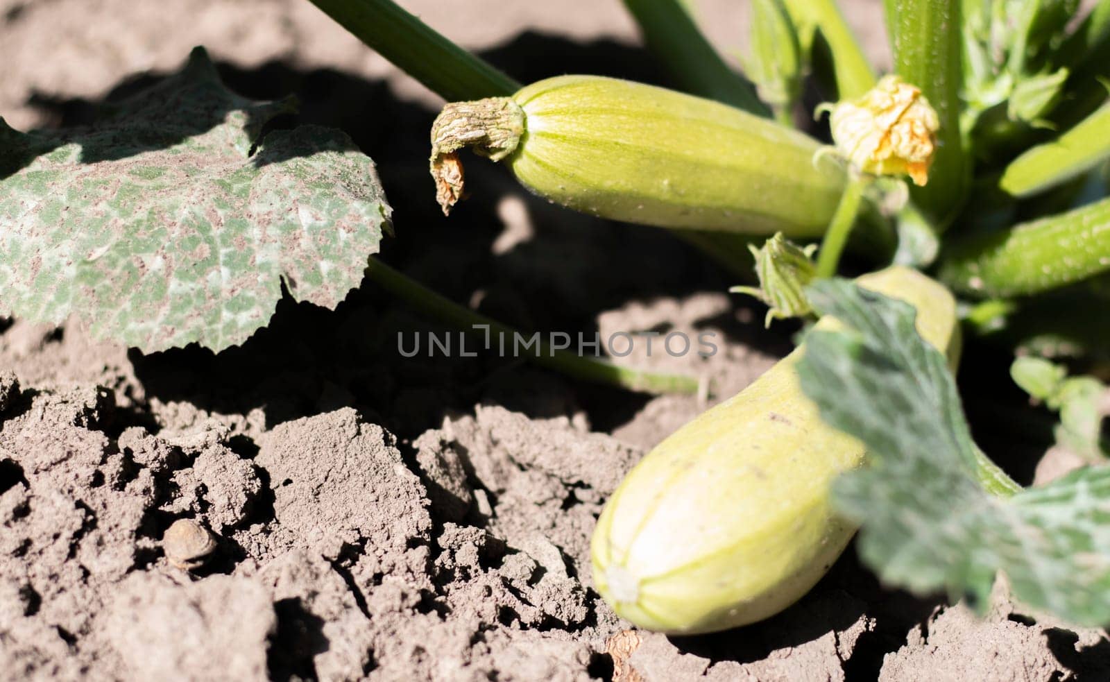 Zucchini plant with lot of fruits in a vegetable garden. Fresh green zucchini grows in the garden between the leaves. Organic vegetable on the farm. The concept of growing and caring for agriculture