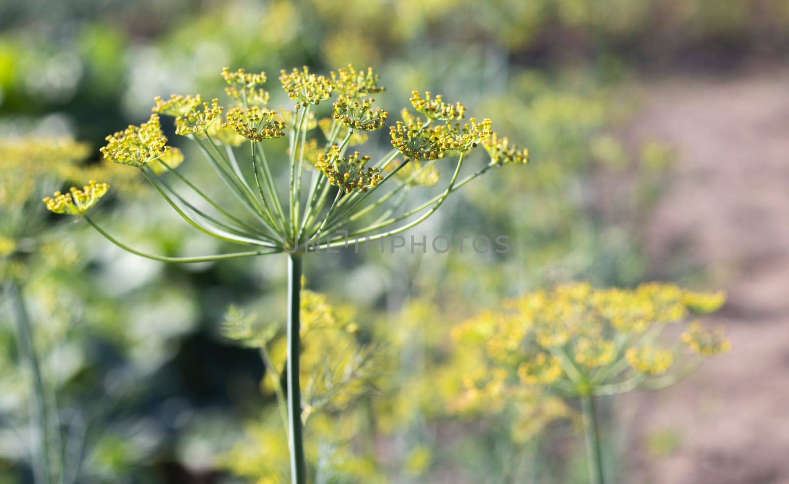 Background with dill umbel close-up. garden plant. Fragrant dill on a bed in the garden. Growing dill. Dill in the garden. Umbrella aromatic Eurasian plant