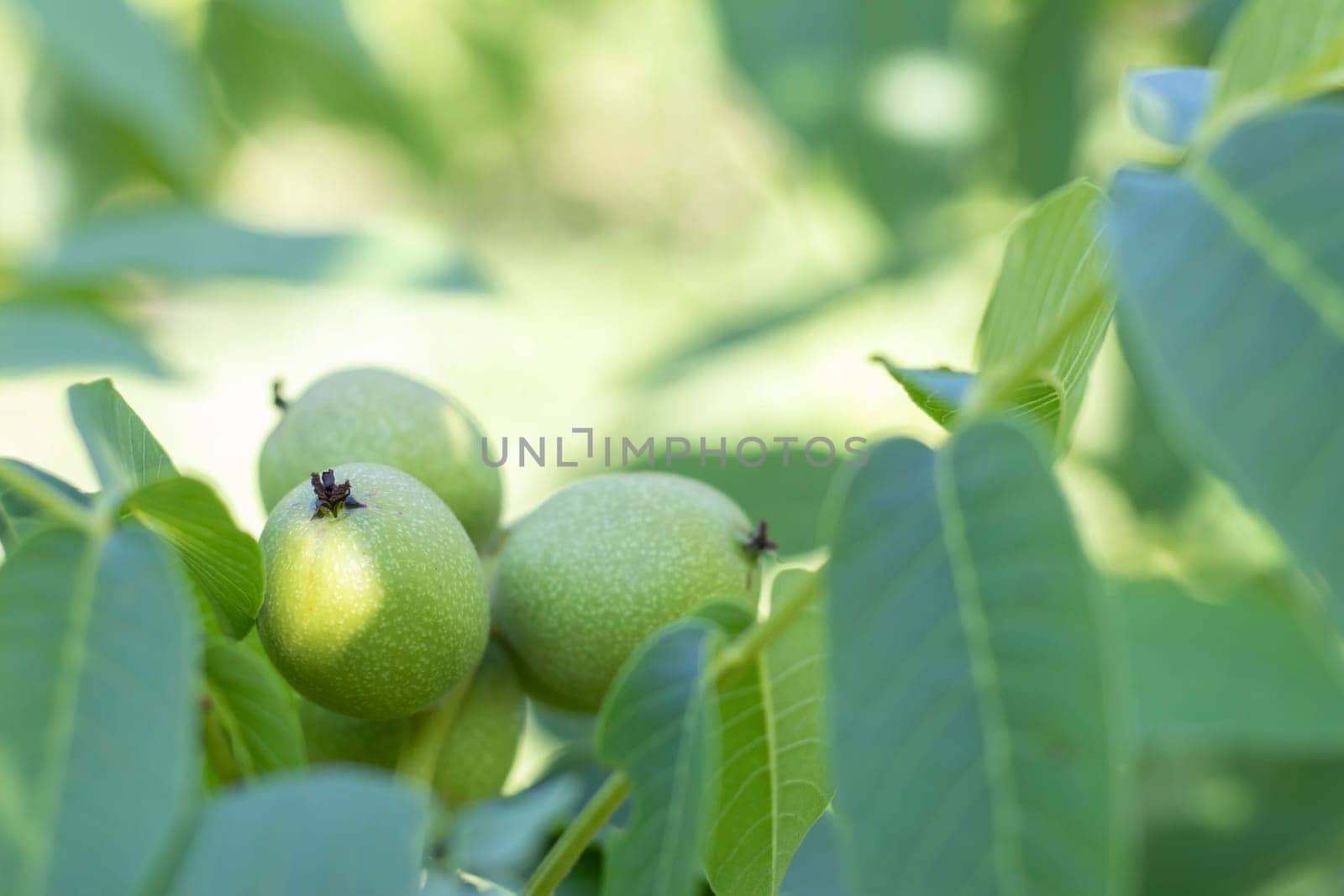 Green young walnuts grow on a tree. Variety Kocherzhenko close-up. The walnut tree grows waiting to be harvested. Green leaves background. Nut fruits on a tree branch in the yellow rays of the sun