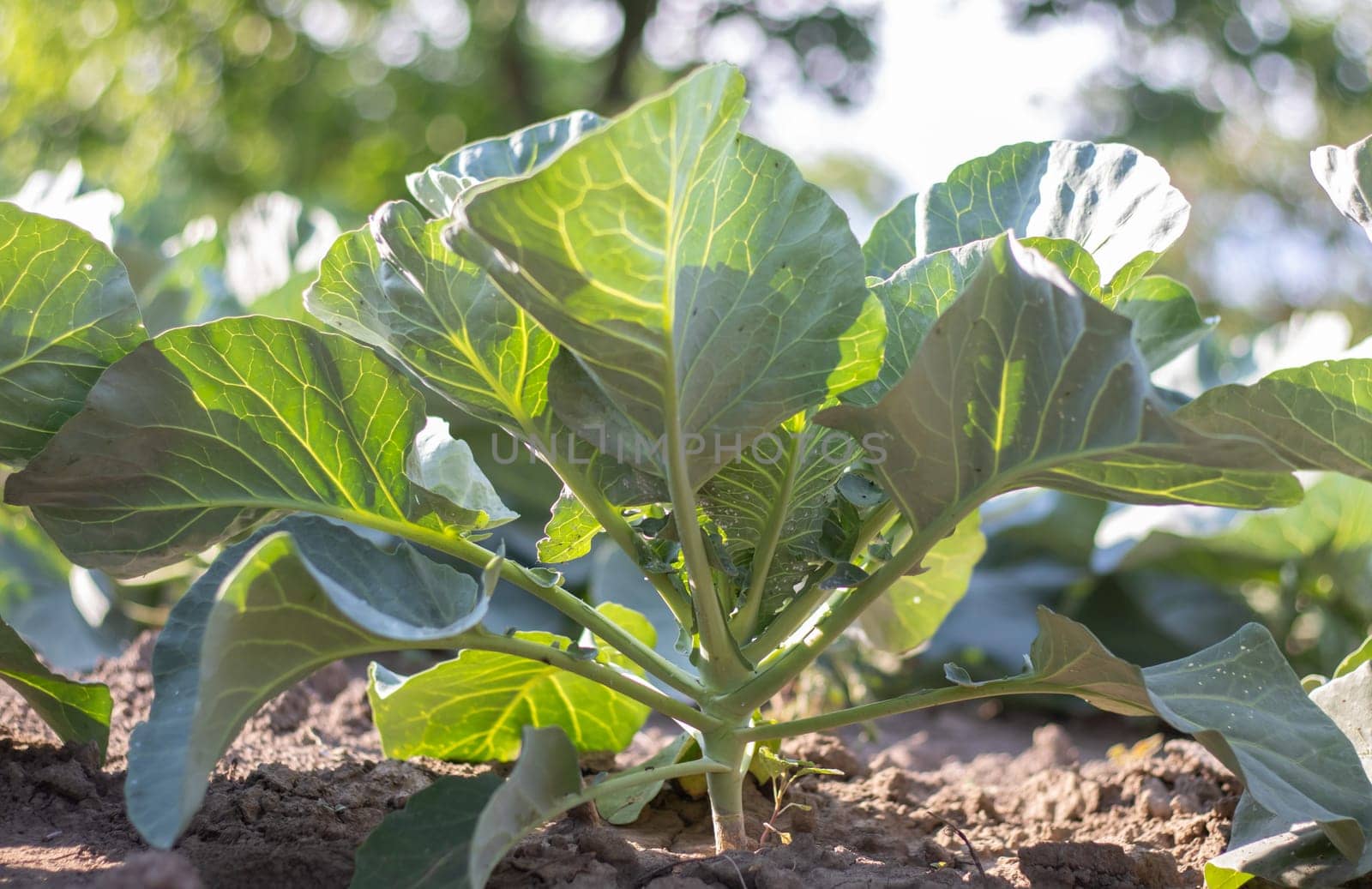 White fresh cabbage Aggressor grows in the beds. Close-up shot. Cabbage with spreading leaves ripens in the garden. Cultivation of cabbage. Cabbage hybrid for fresh use