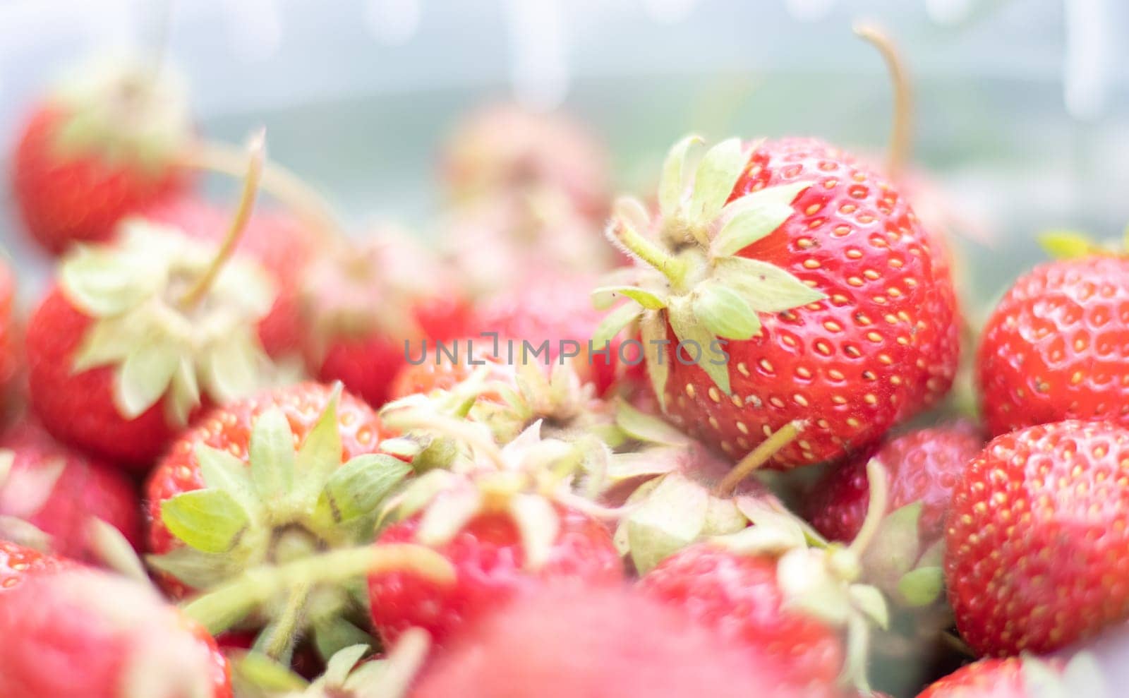 Full bucket of freshly picked strawberries in the summer garden. Close-up of strawberries in a plastic basket. Organic and fresh berry at a farmers market, in a bucket on a strawberry patch