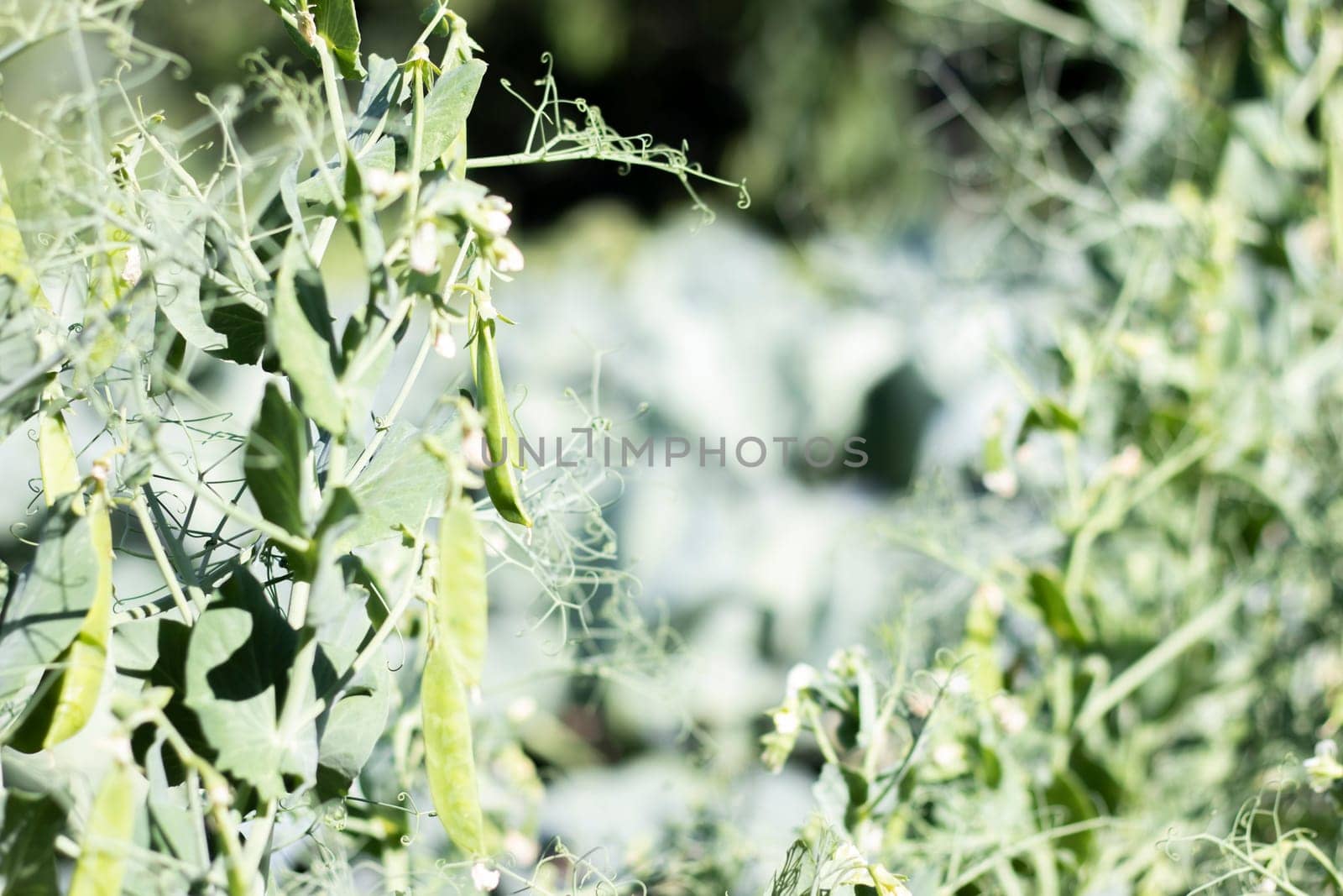 Blurred image of a young pea plant with pods. Sugar peas growing in a summer garden, green leaves, twigs and pods. Organic gardening. Green pea plant in the garden. Natural natural background