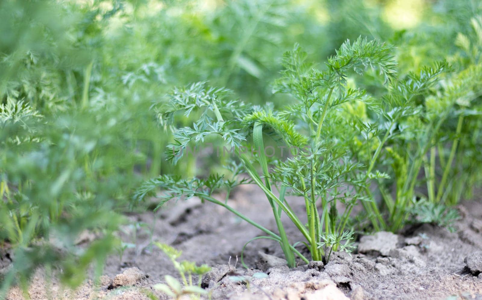 Carrots grow in the beds in the home garden on a summer day. Vegetable green garden. Carrots grow in the garden. Fresh organic product. Young green leaves of a growing carrot