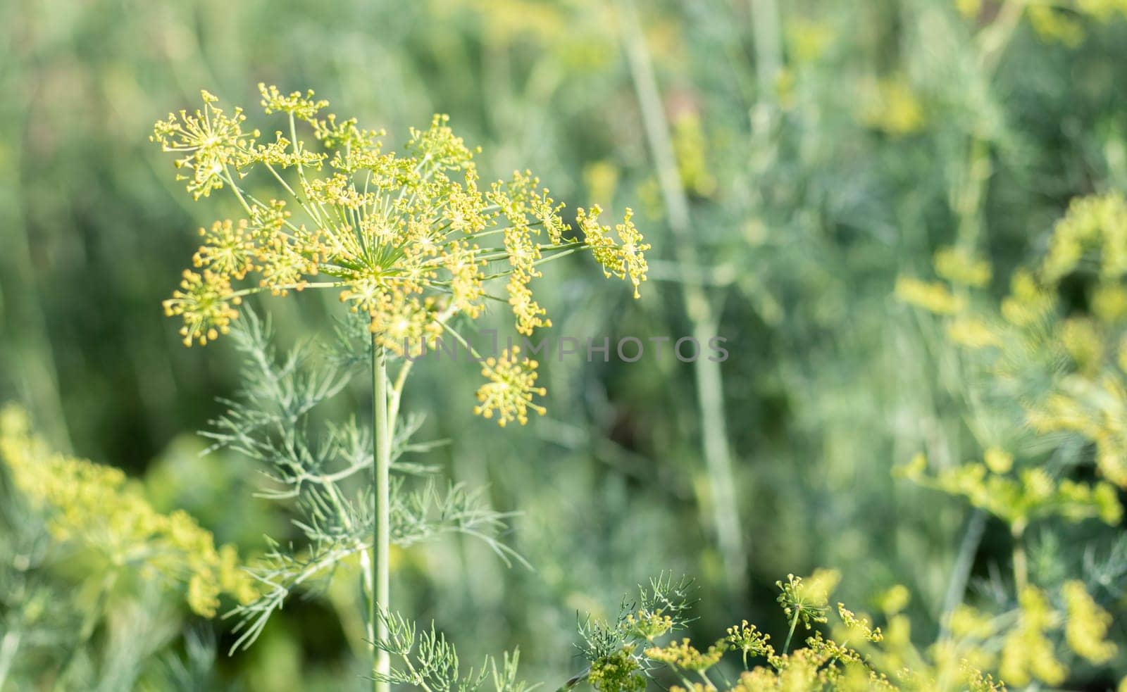 Background with dill umbel close-up. garden plant. Fragrant dill on a bed in the garden. Growing dill. Dill in the garden. Umbrella aromatic Eurasian plant