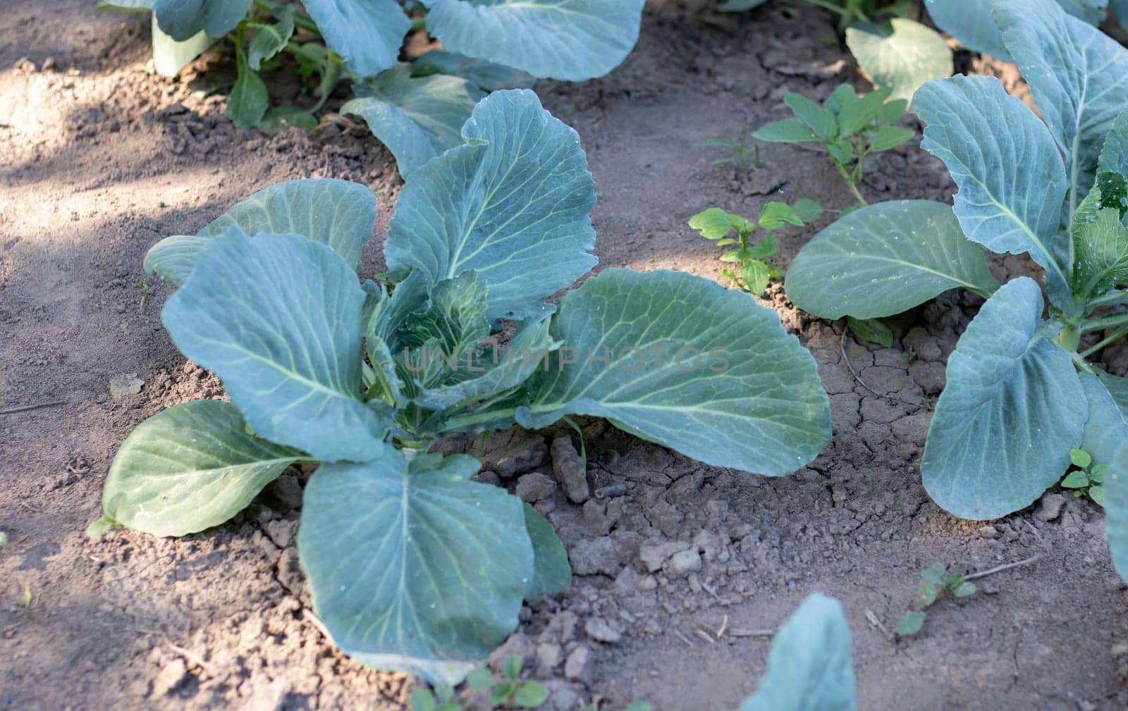 White fresh cabbage Aggressor grows in the beds. Close-up shot. Cabbage with spreading leaves ripens in the garden. Cultivation of cabbage. Cabbage hybrid for fresh use