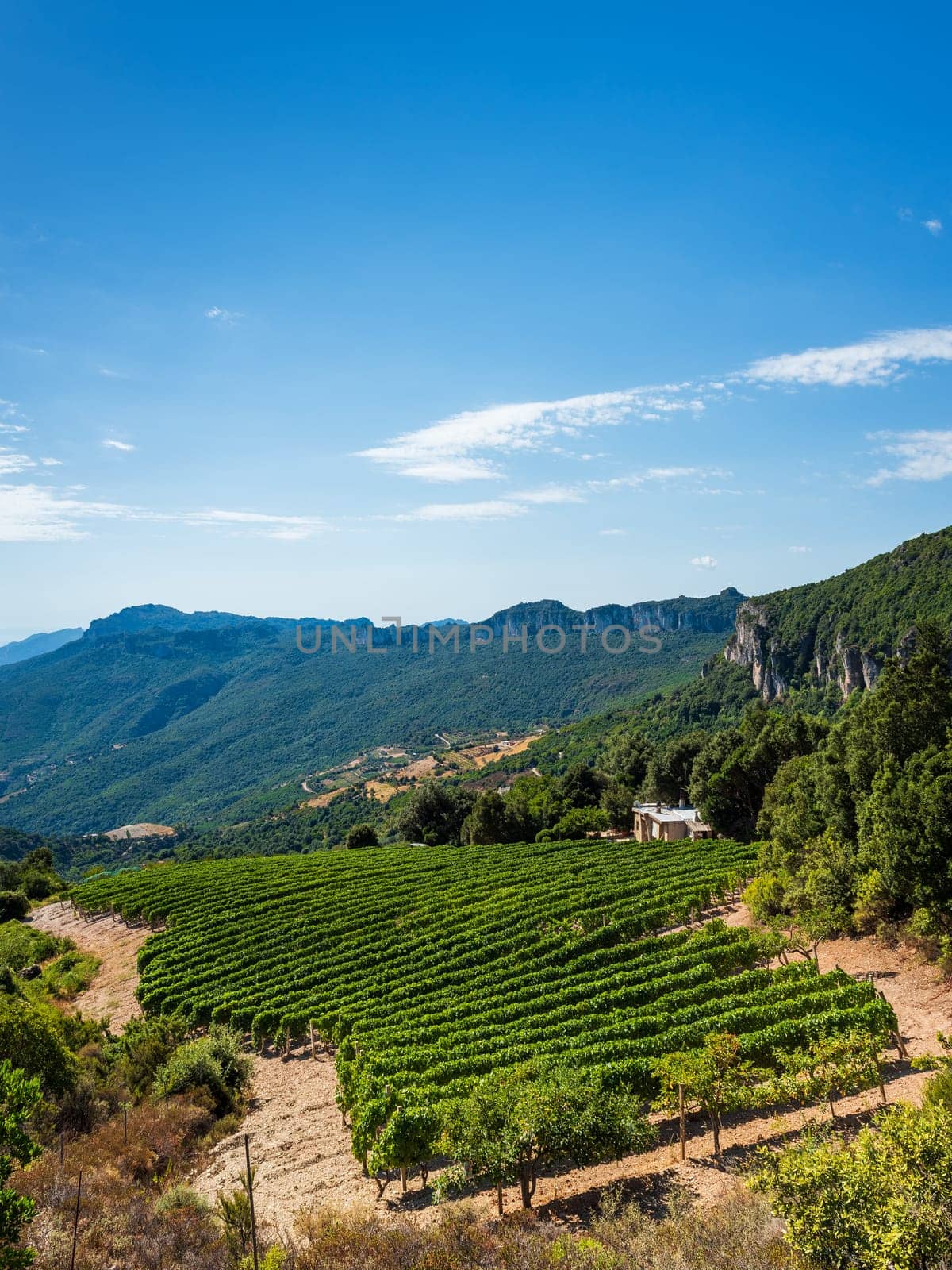 Mountain landscape with the cultivation of vineyards for the production of wine, Sardinia, Italy. Traditional agriculture. Vertical video.