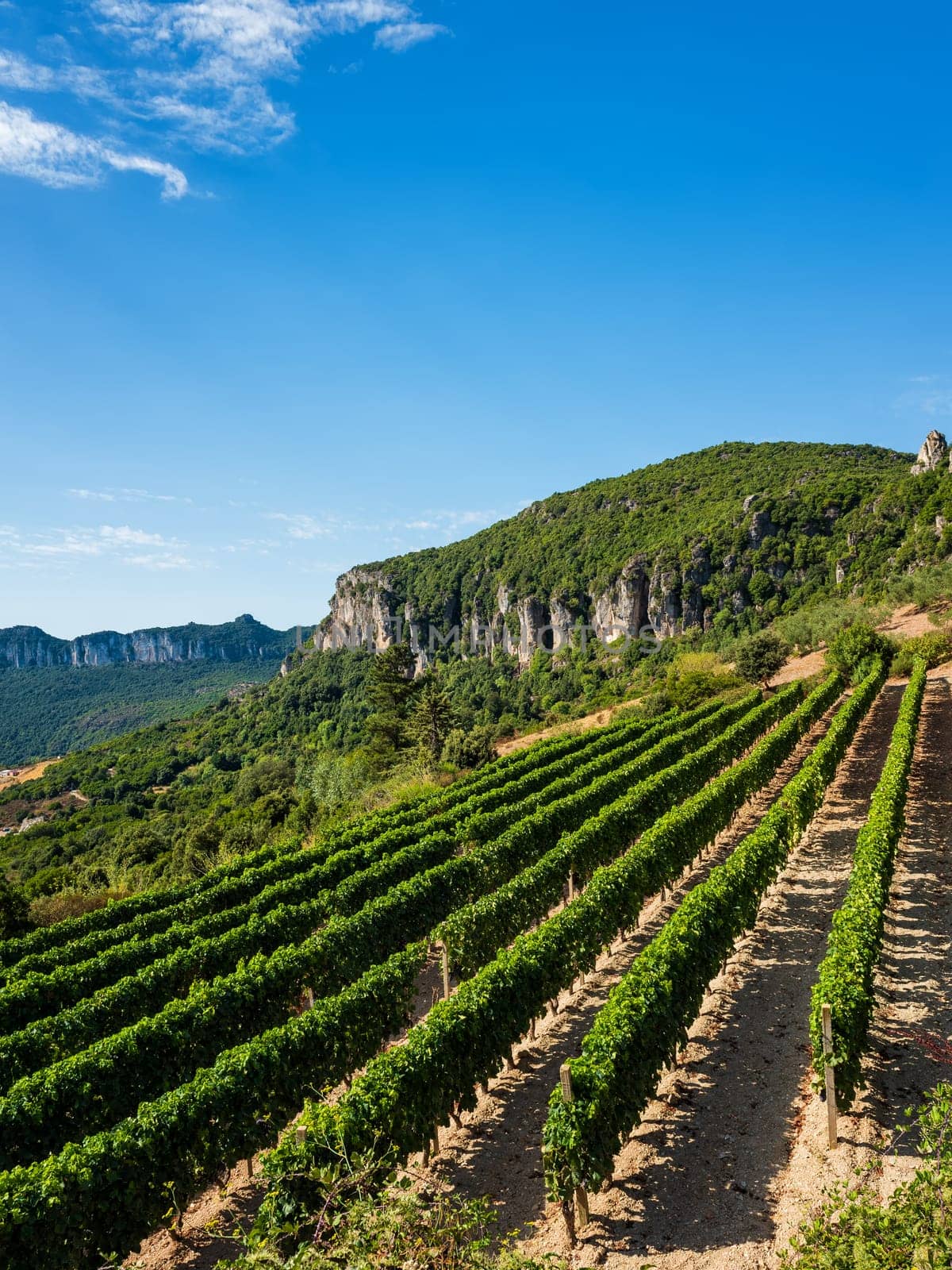 Rows of a vineyard for the production of wine grown in the mountains, Sardinia, Italy. Traditional agriculture. Vertical video.