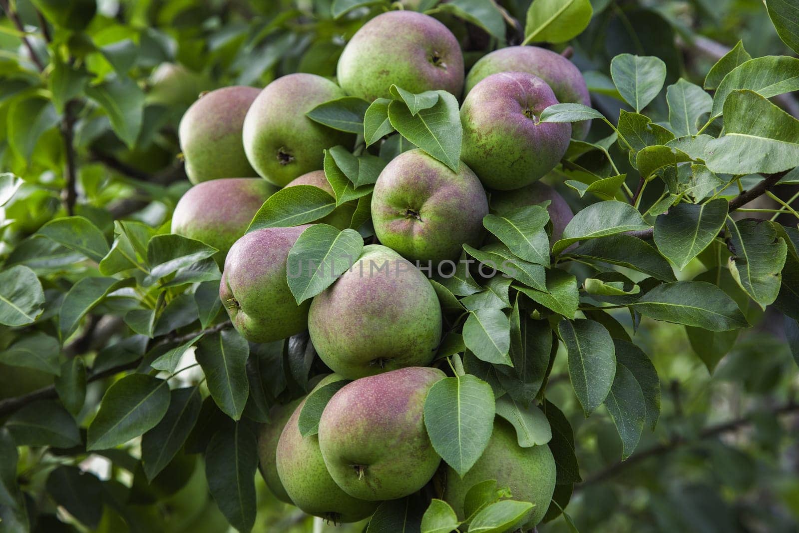 pears tree organic orchard natural fresh sweet fruits agriculture