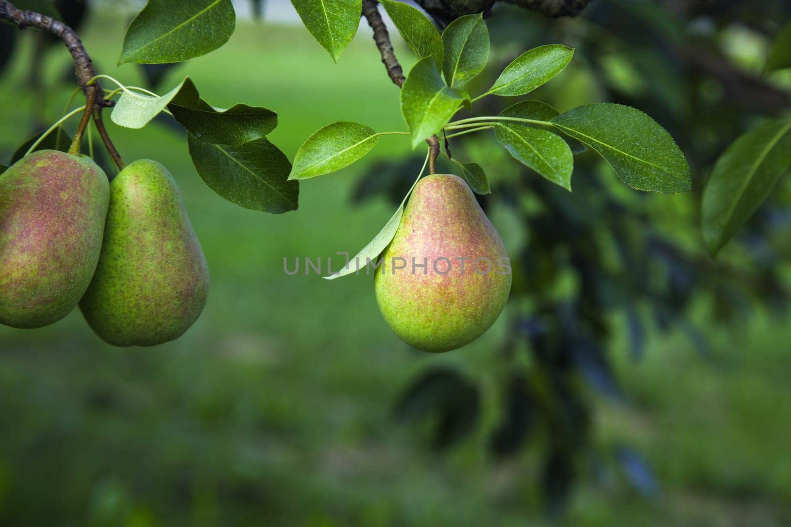 pears tree organic orchard natural fresh sweet fruits agriculture