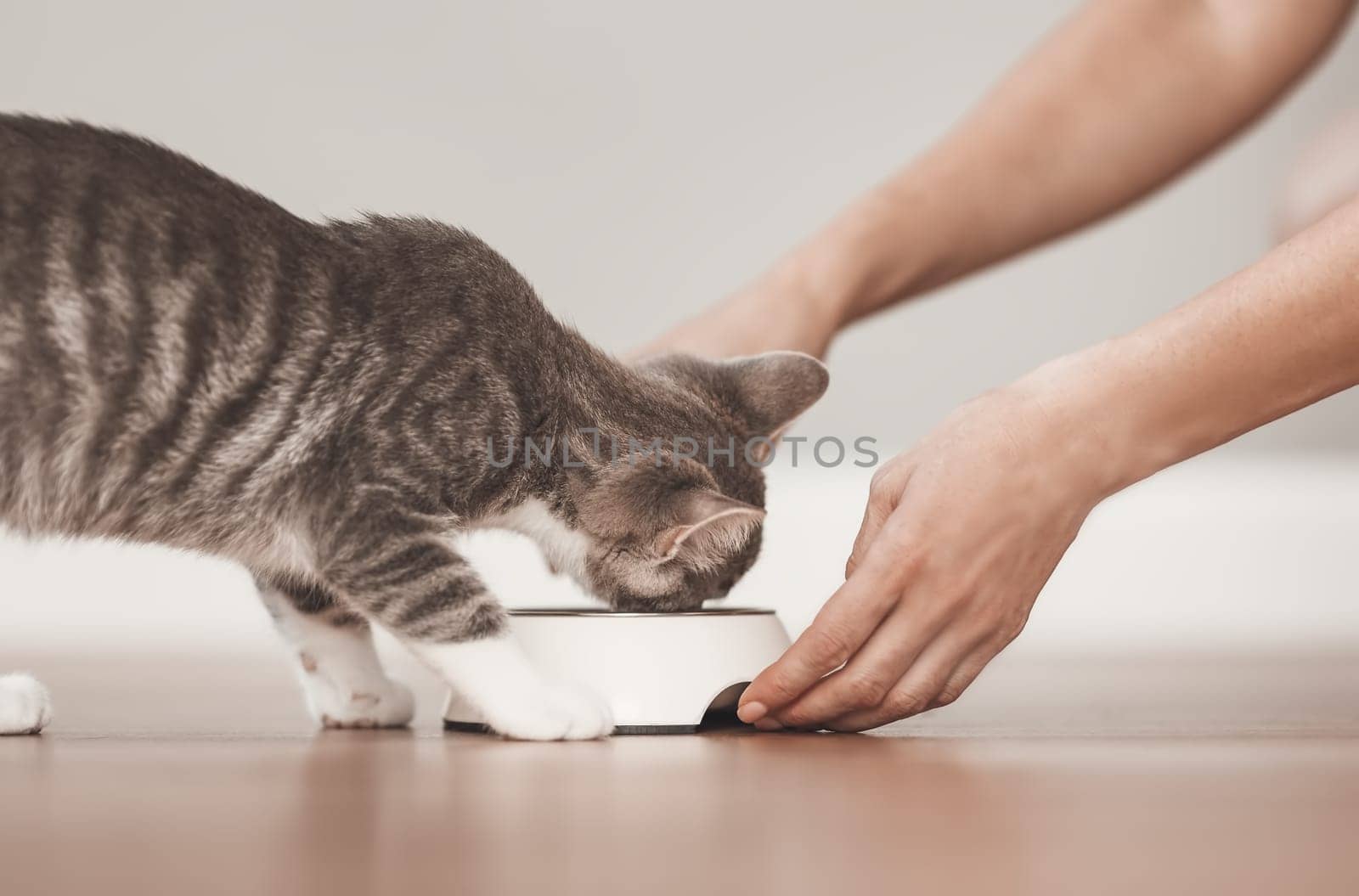 Woman feeding grey kitten by cat's meal indoors. Concept of friendship between human and animal.