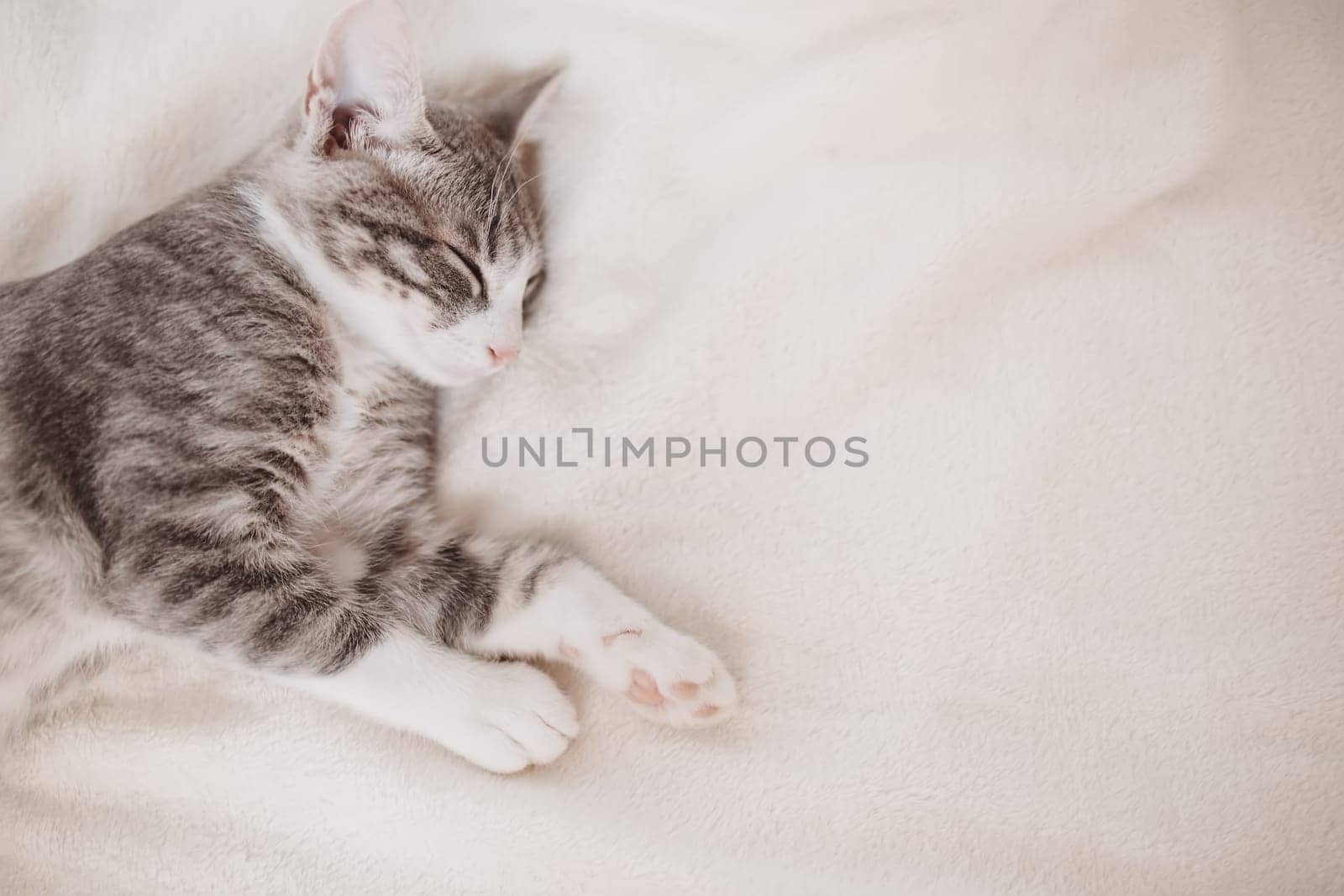 Little gray kitten lying and dreaming indoors. Conceptof friendship and love for pets.