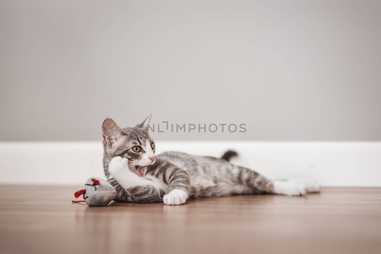 Little gray kitten lying on the floor indoors. Concept of friendship and love for pets.