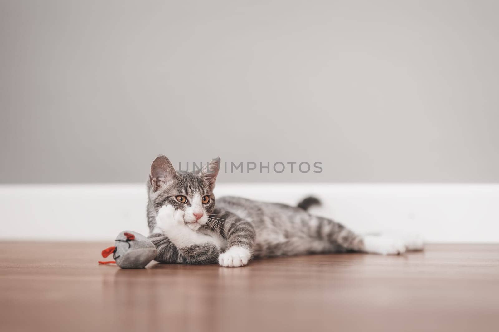 Little gray kitten lying on the floor indoors. Concept of friendship and love for pets.