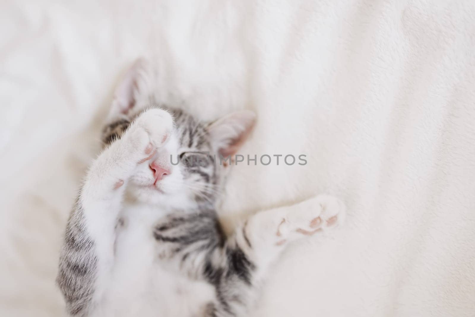 Little gray kitten lying and dreaming indoors. Conceptof friendship and love for pets.