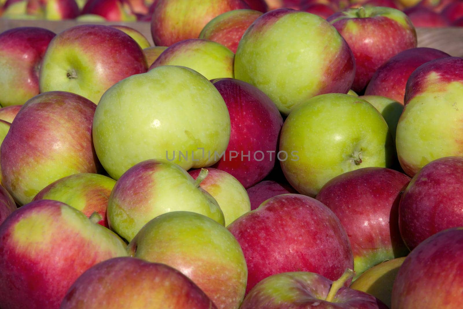 orchard harvest apple background organic fruits fresh nutrition