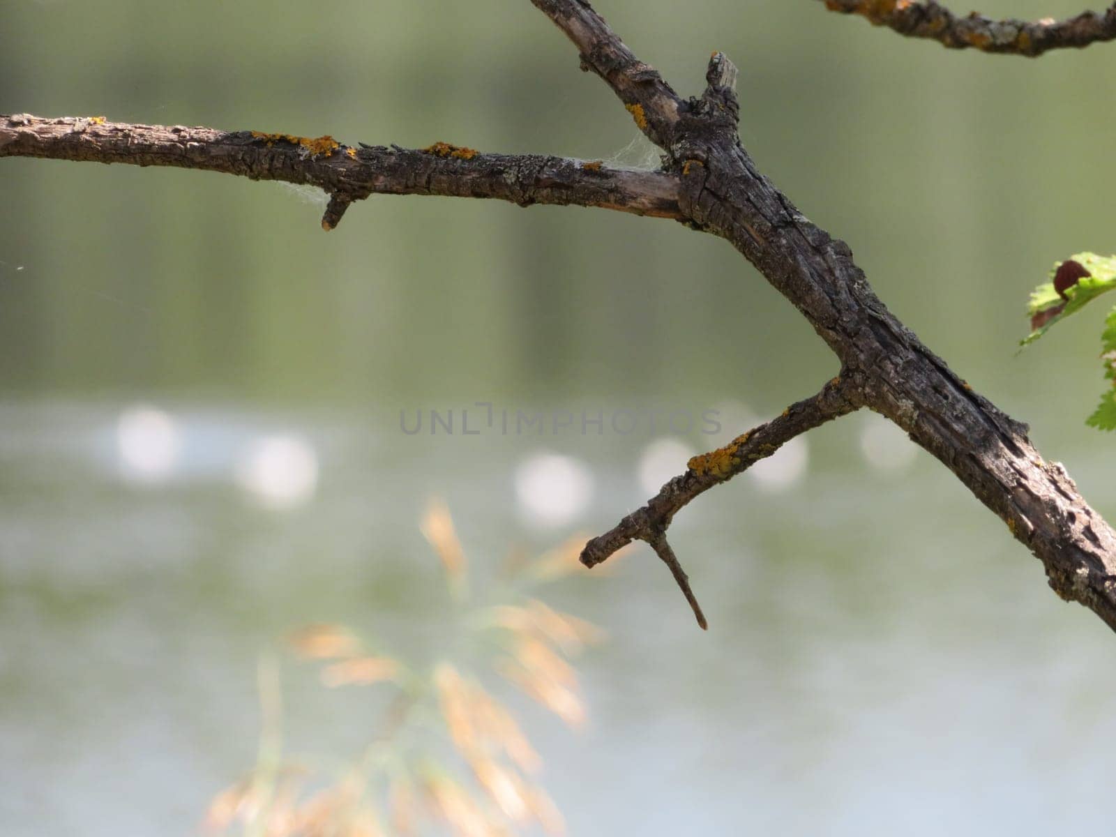 dry tree branch with river bottom water still life