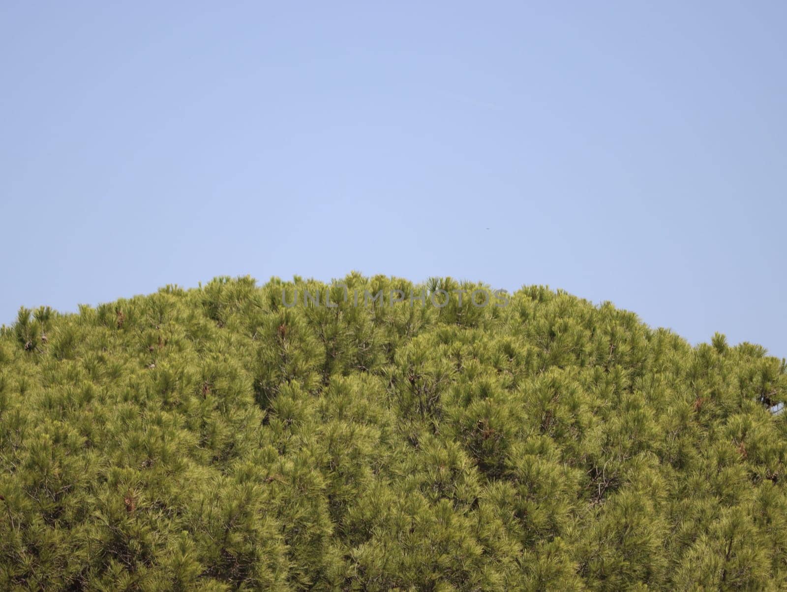 natural green treetops beautiful leafy forest
